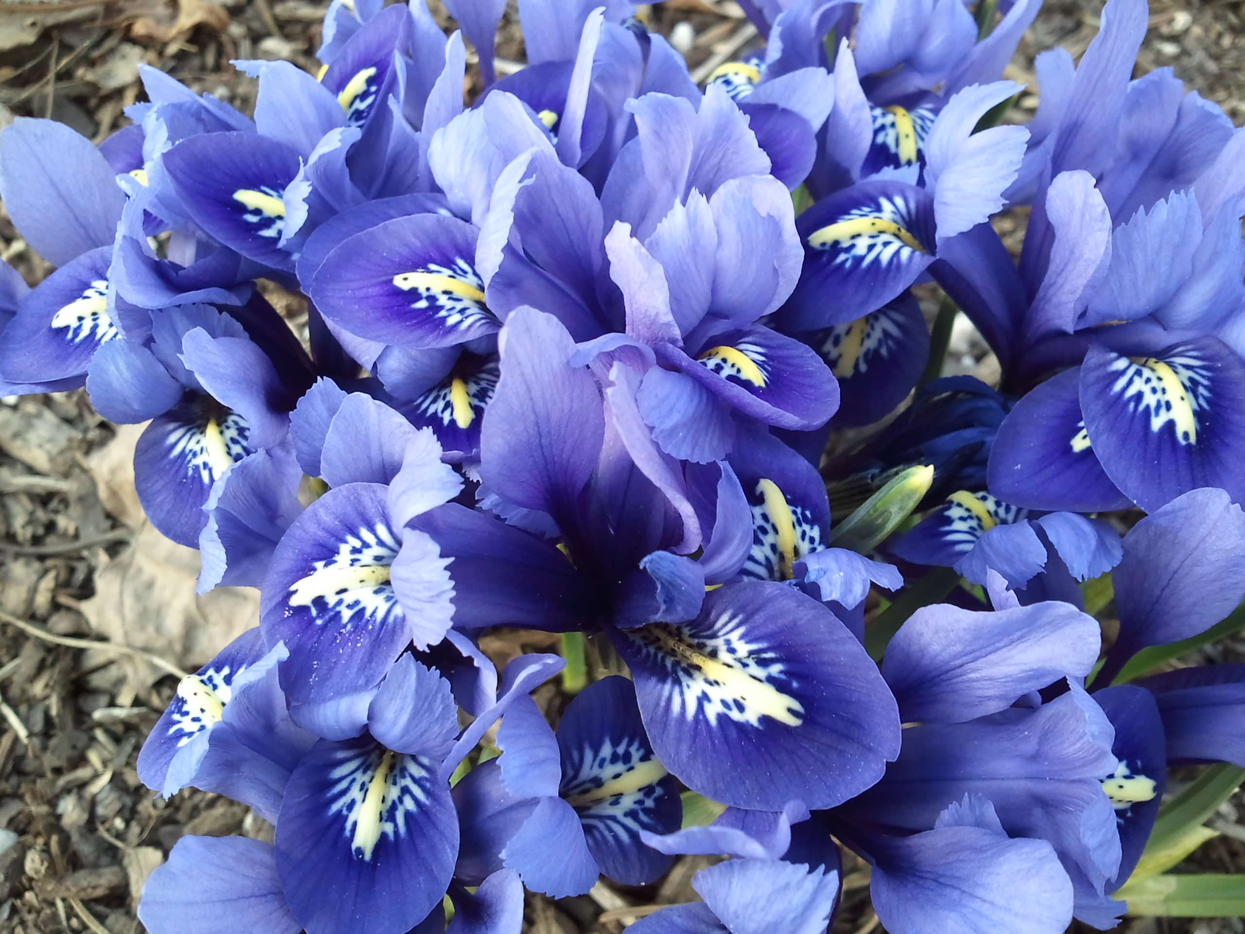 Как правильно: Выбрать первоцветы для «ленивого сада»