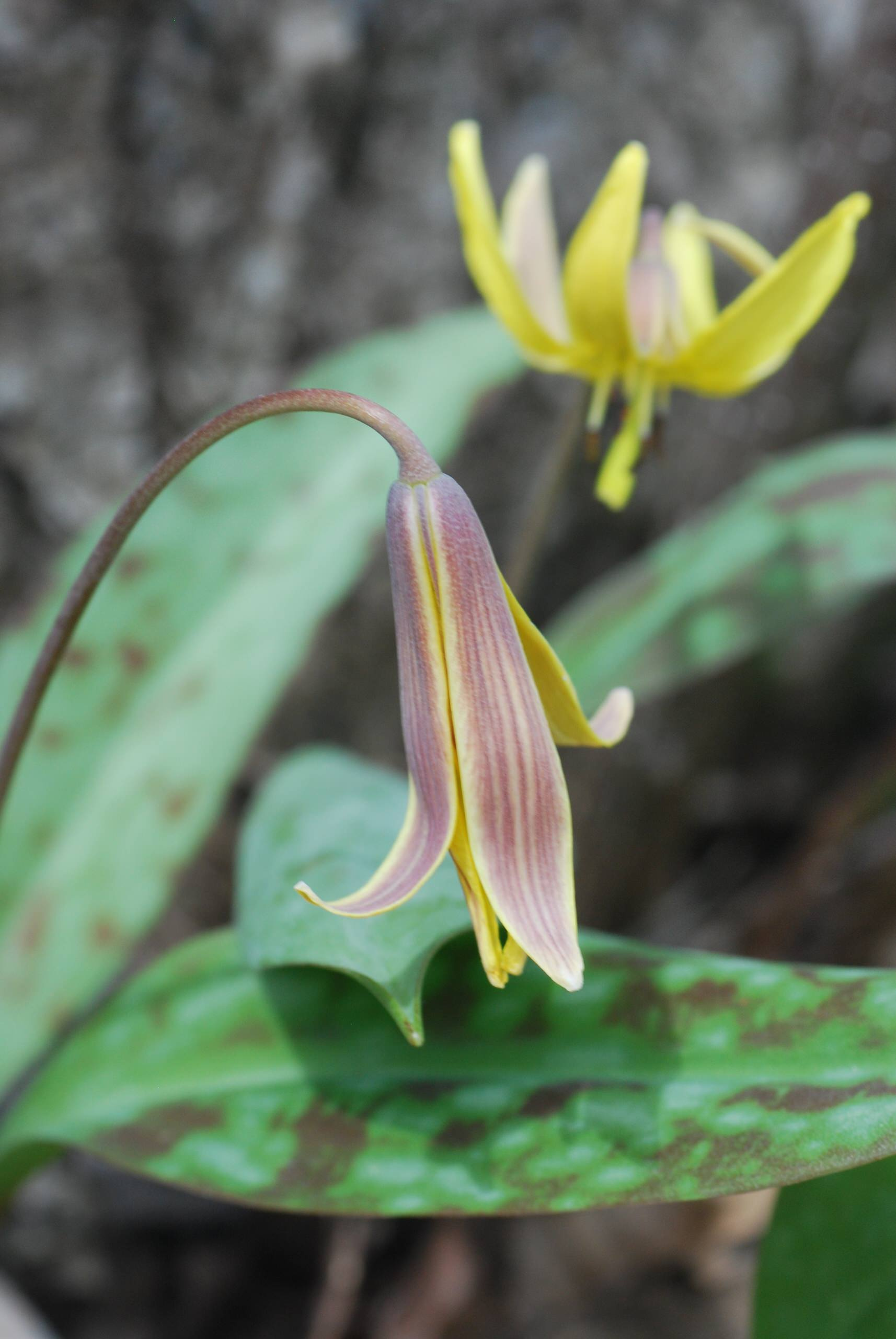 Как правильно: Выбрать первоцветы для «ленивого сада»