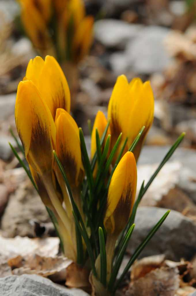 Как правильно: Выбрать первоцветы для «ленивого сада»