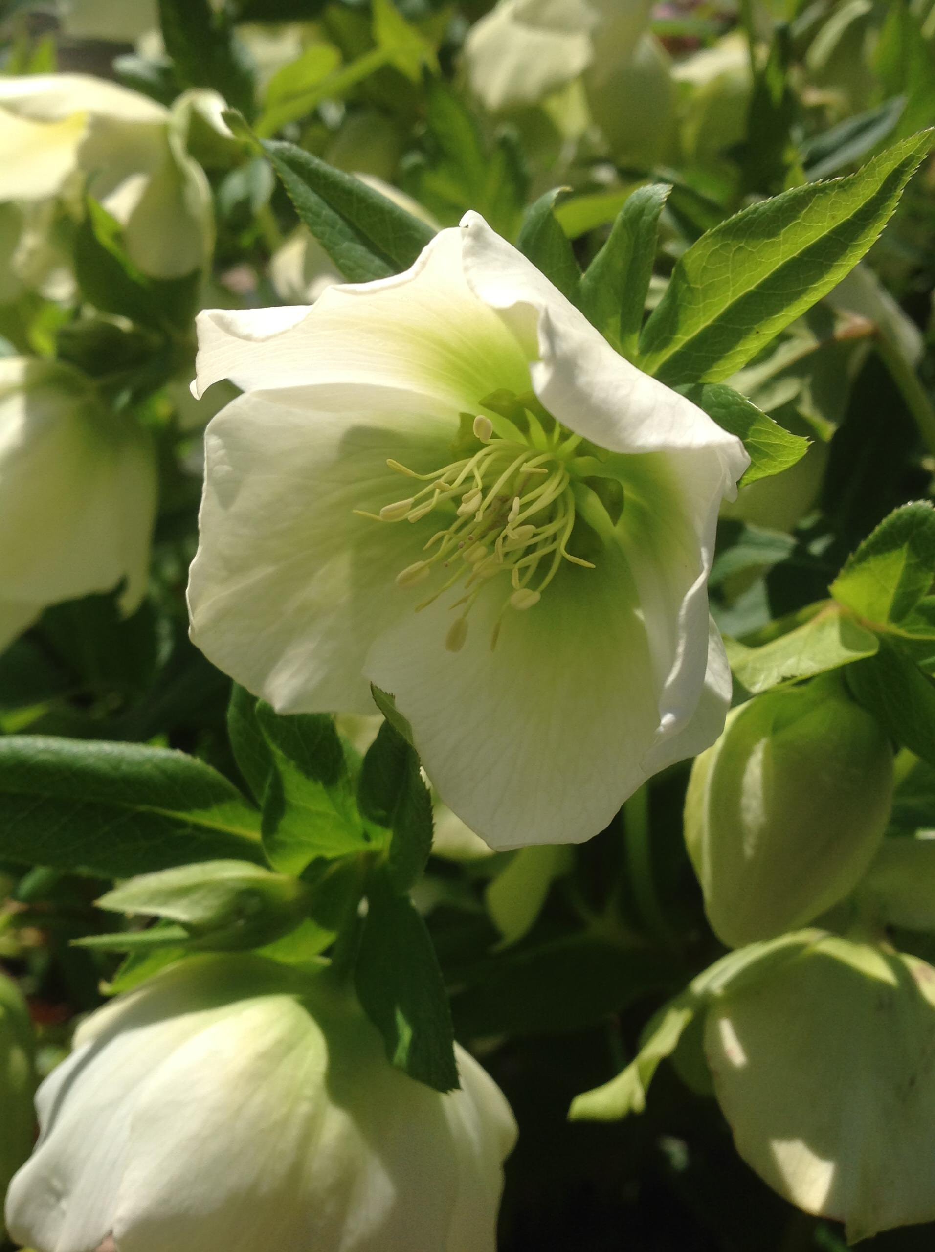 Как правильно: Выбрать первоцветы для «ленивого сада»