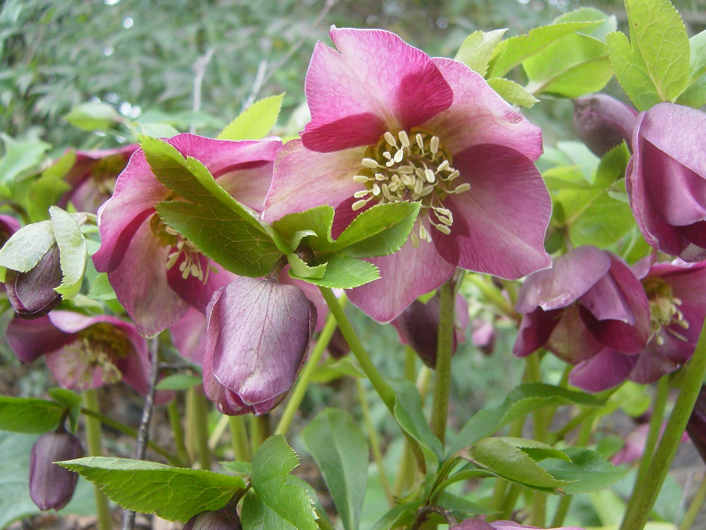 Как правильно: Выбрать первоцветы для «ленивого сада»