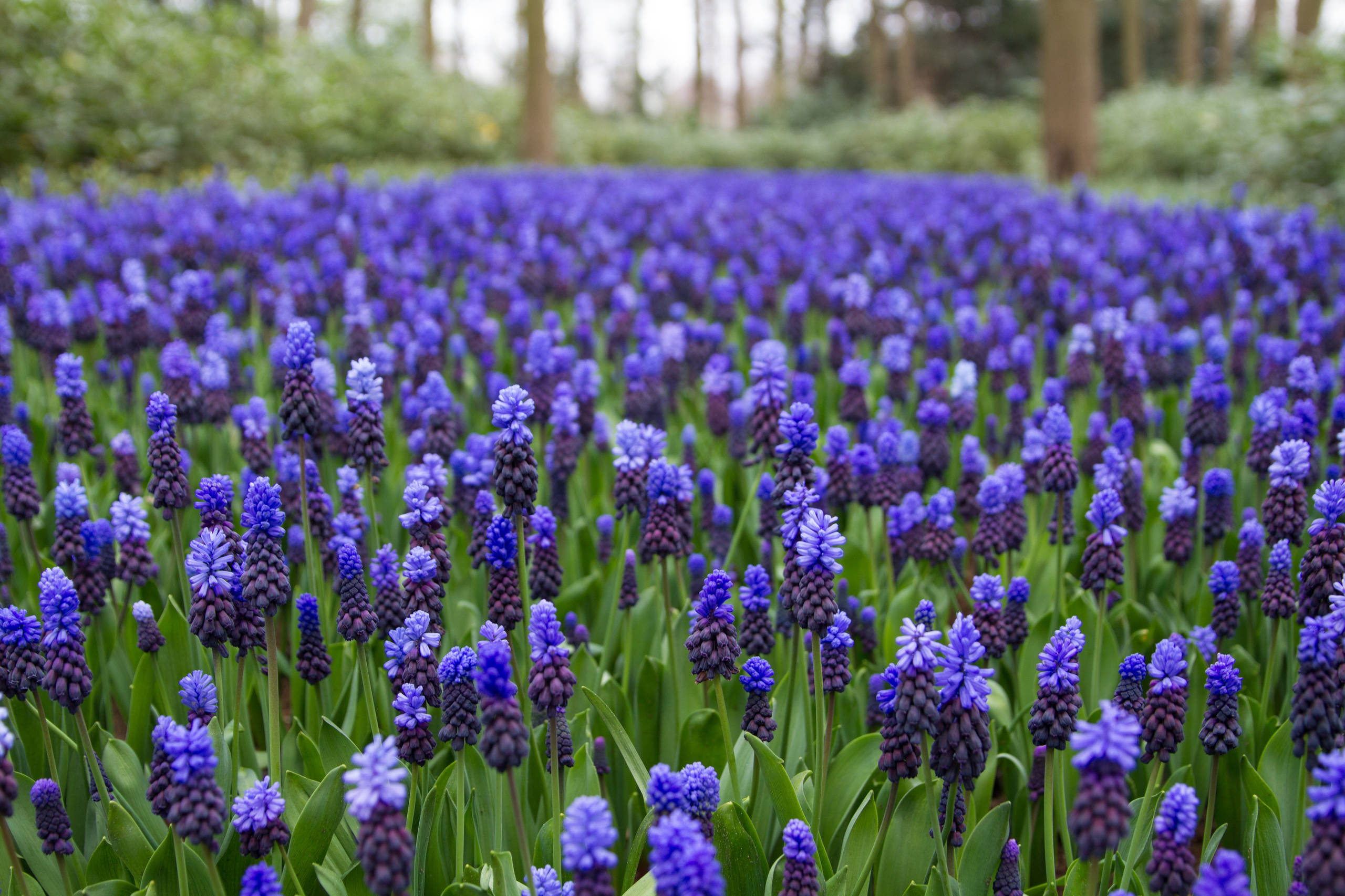 Как правильно: Выбрать первоцветы для «ленивого сада»