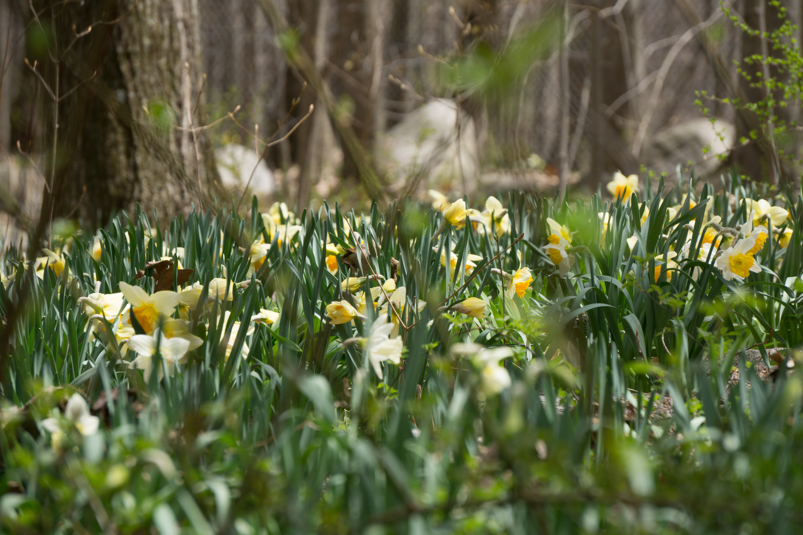 Как правильно: Выбрать первоцветы для «ленивого сада»