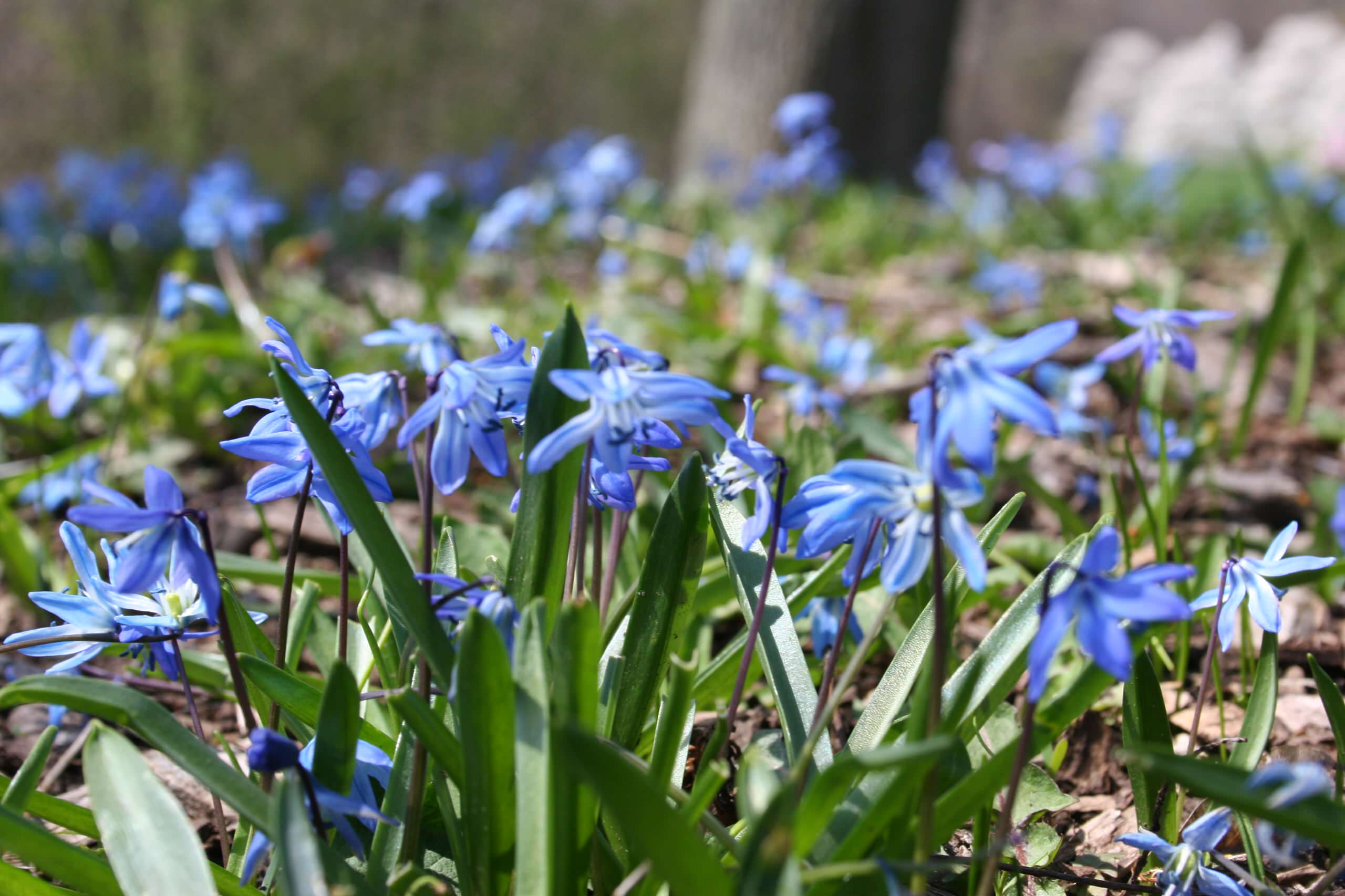 В закладки: Топ-10 цветущих растений для сада в тени