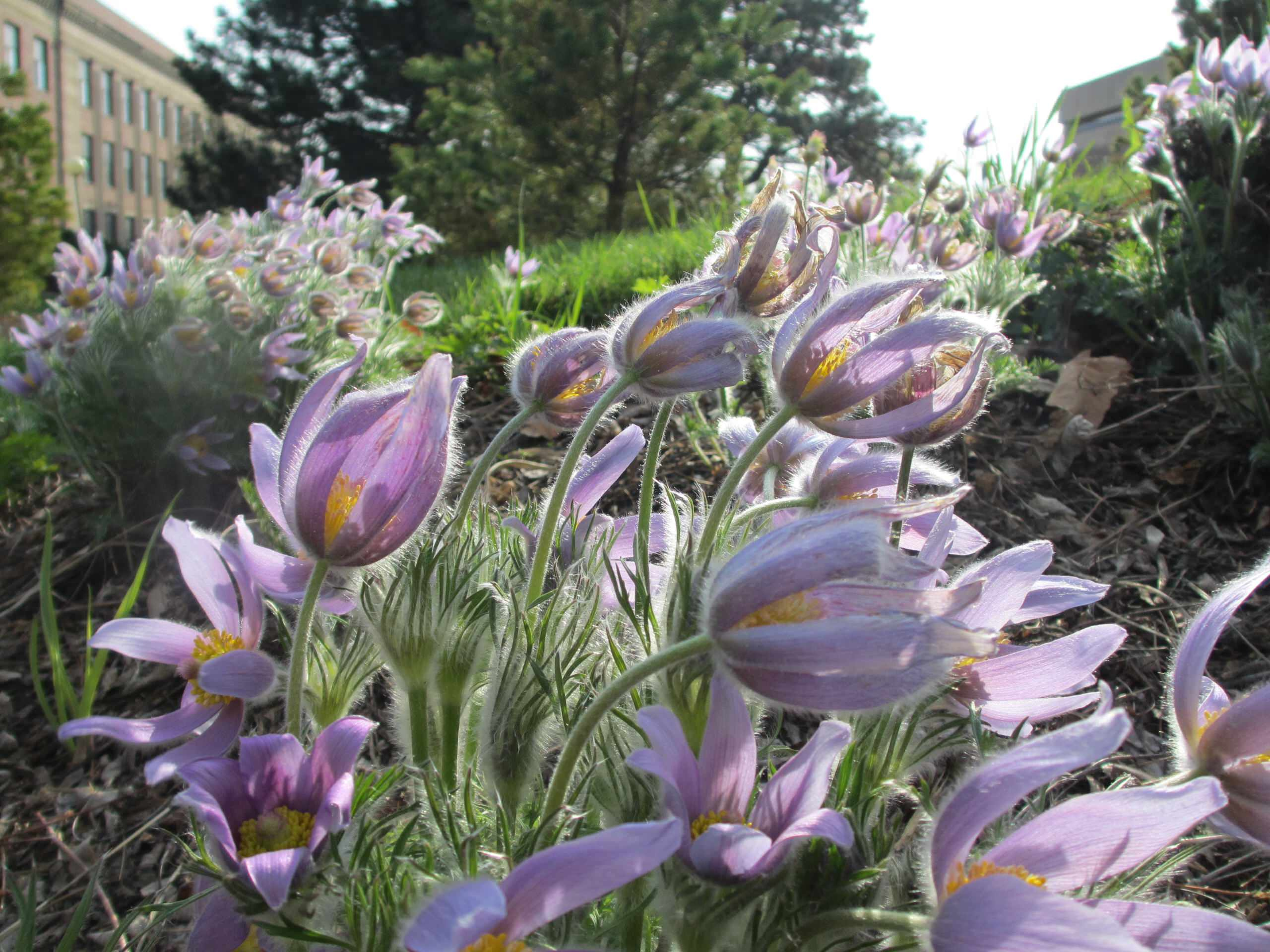 Как правильно: Выбрать первоцветы для «ленивого сада»