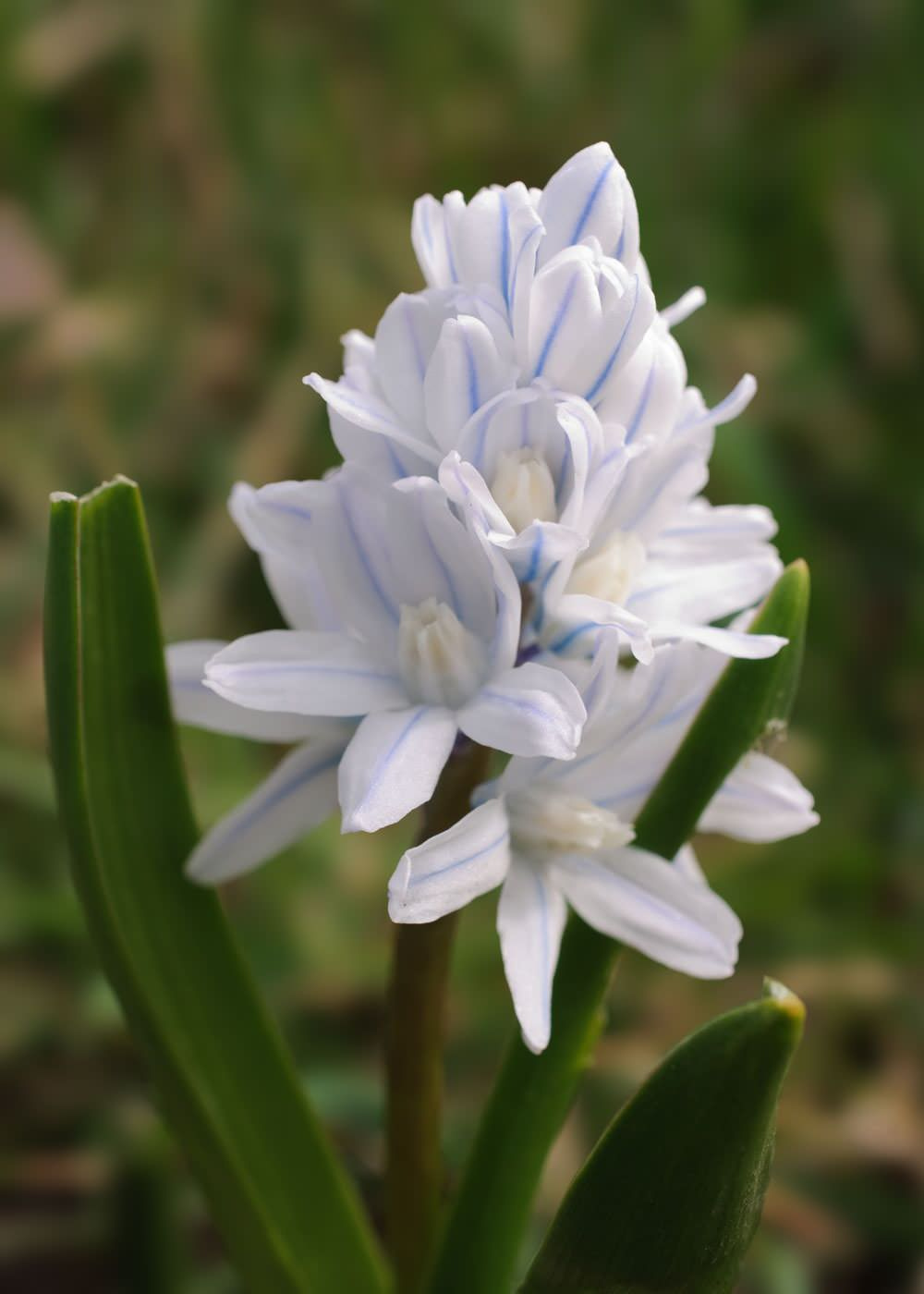 Как правильно: Выбрать первоцветы для «ленивого сада»