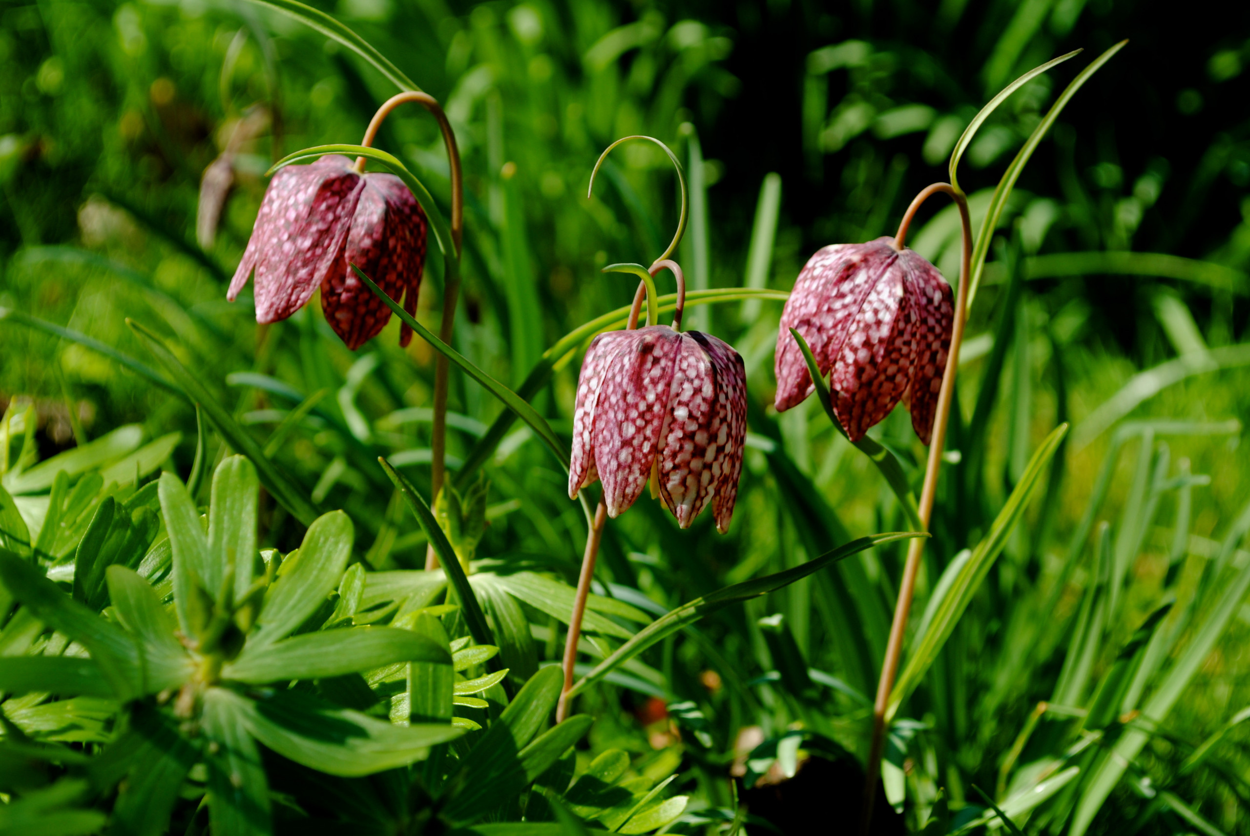Как правильно: Выбрать первоцветы для «ленивого сада»