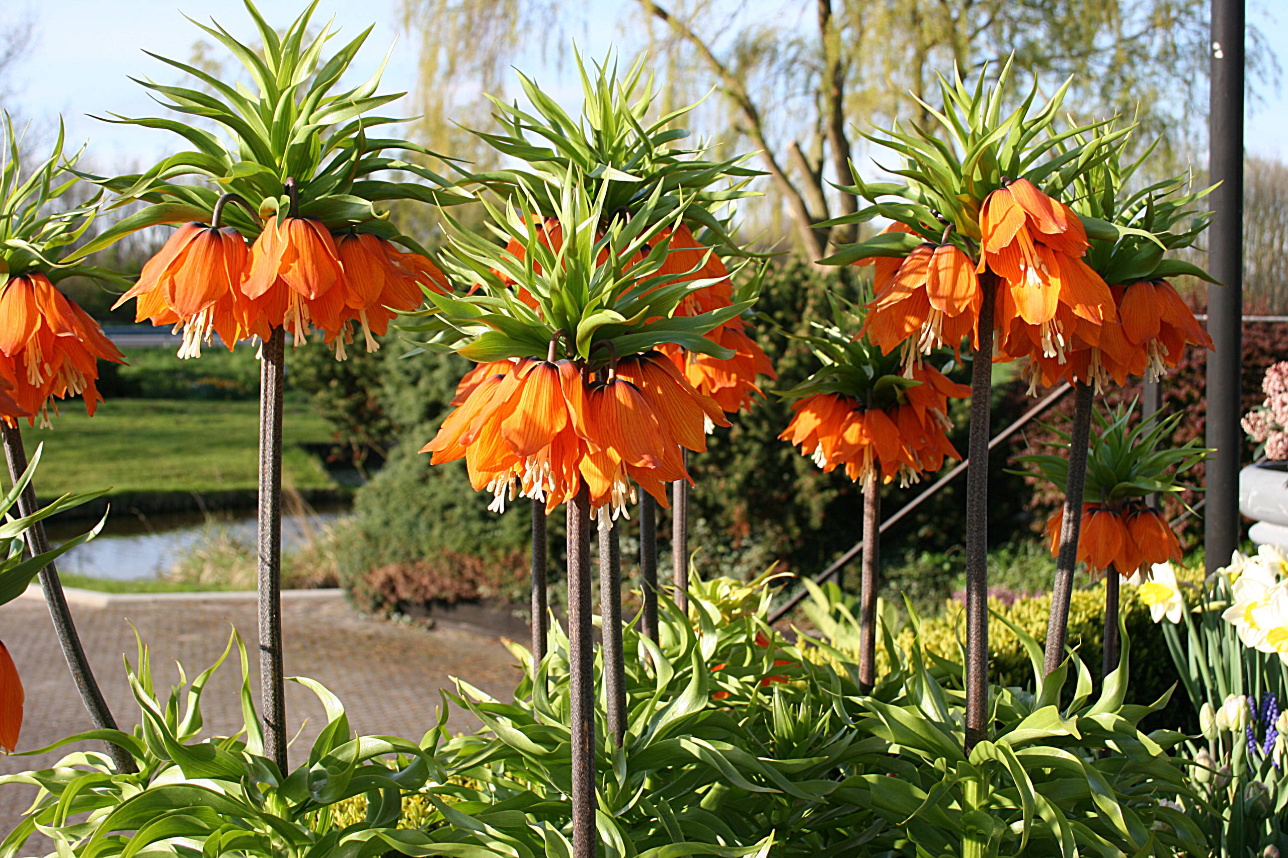 Как правильно: Выбрать первоцветы для «ленивого сада»