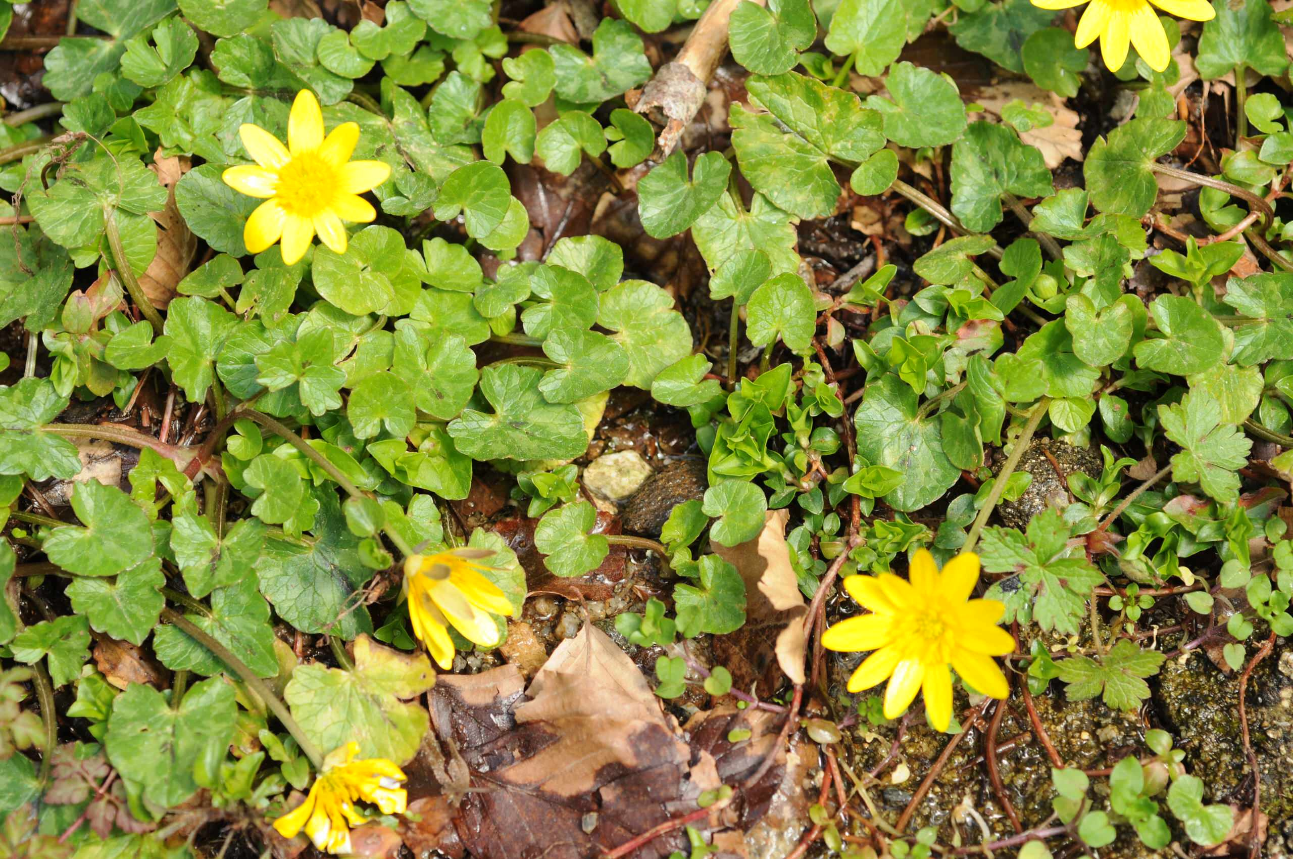 Как правильно: Выбрать первоцветы для «ленивого сада»