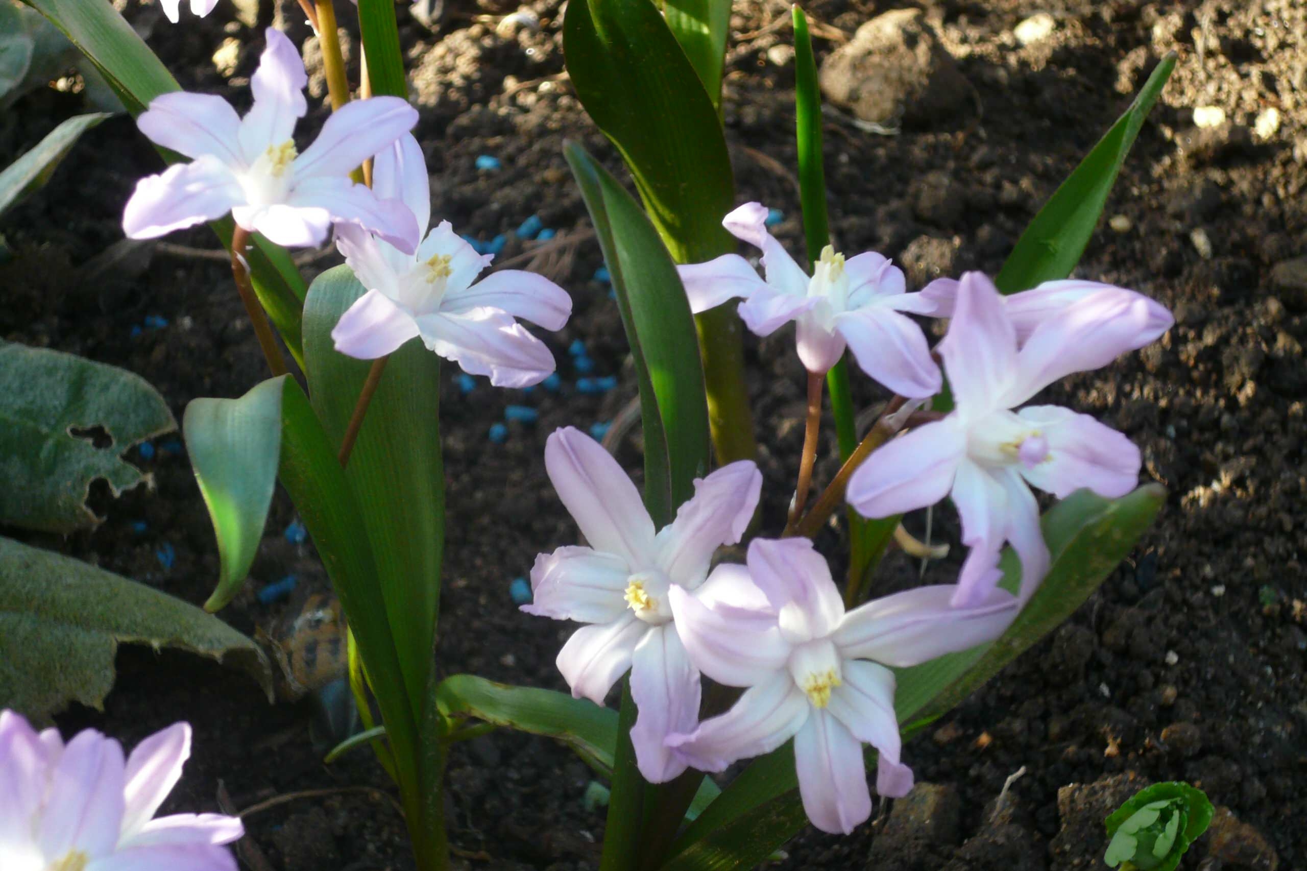 Как правильно: Выбрать первоцветы для «ленивого сада»