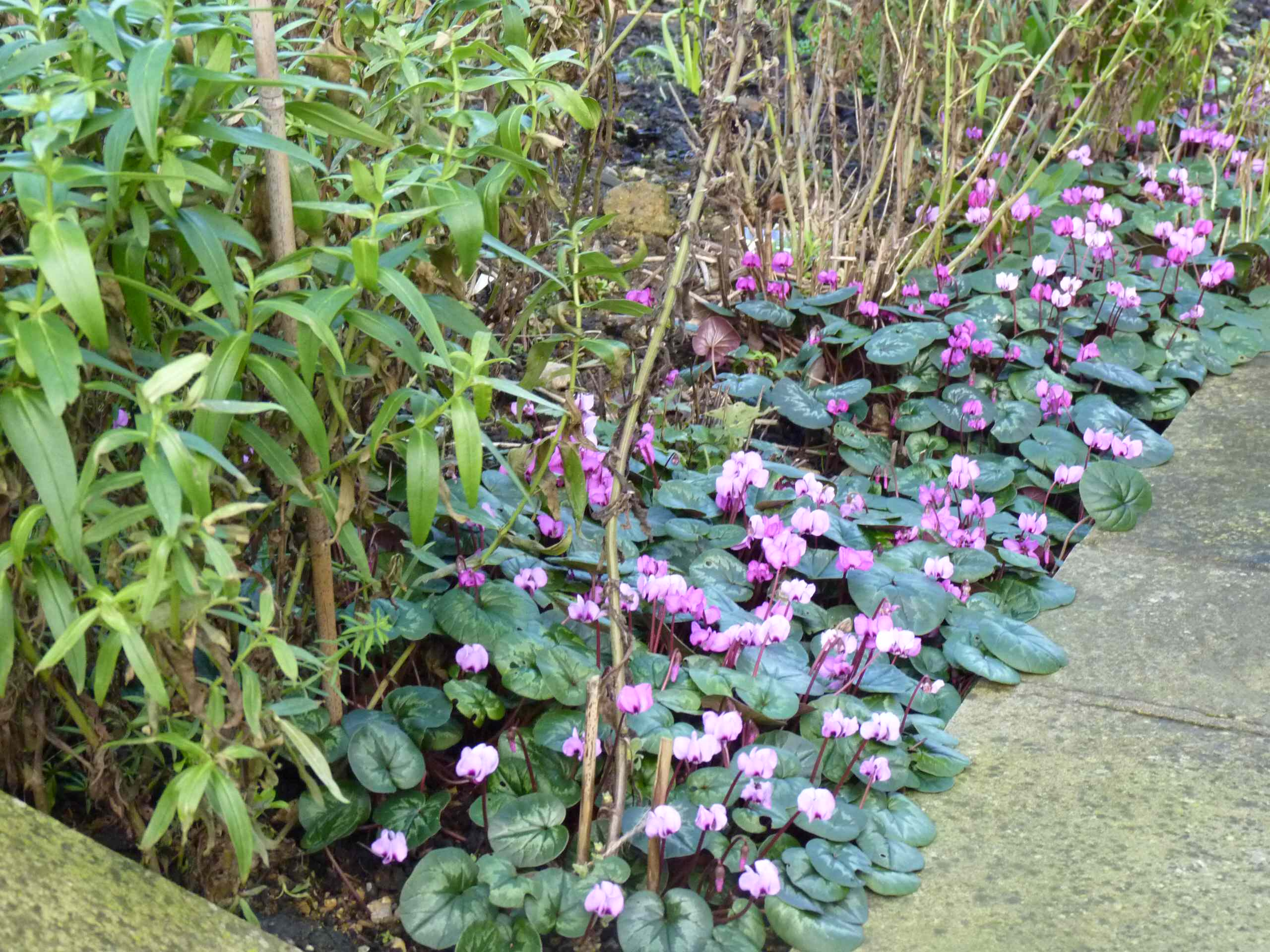 Как правильно: Выбрать первоцветы для «ленивого сада»