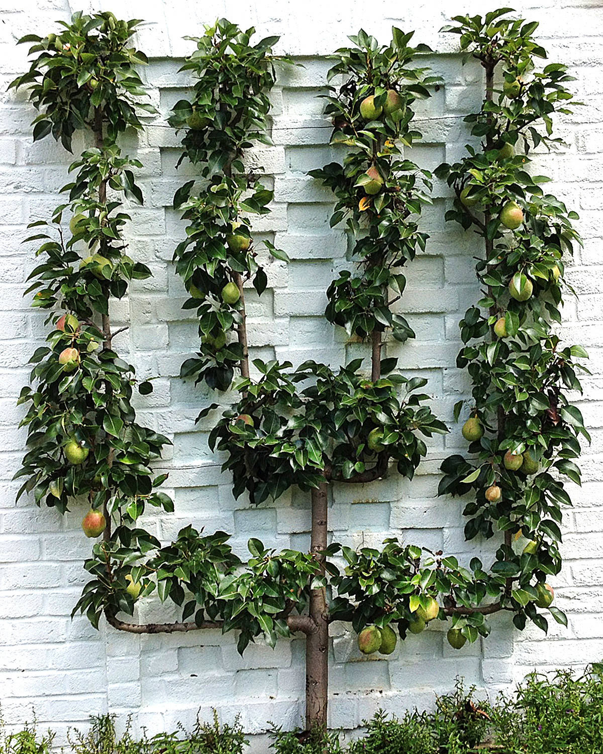 Как сделать вертикальный сад своими руками — в саду и на даче