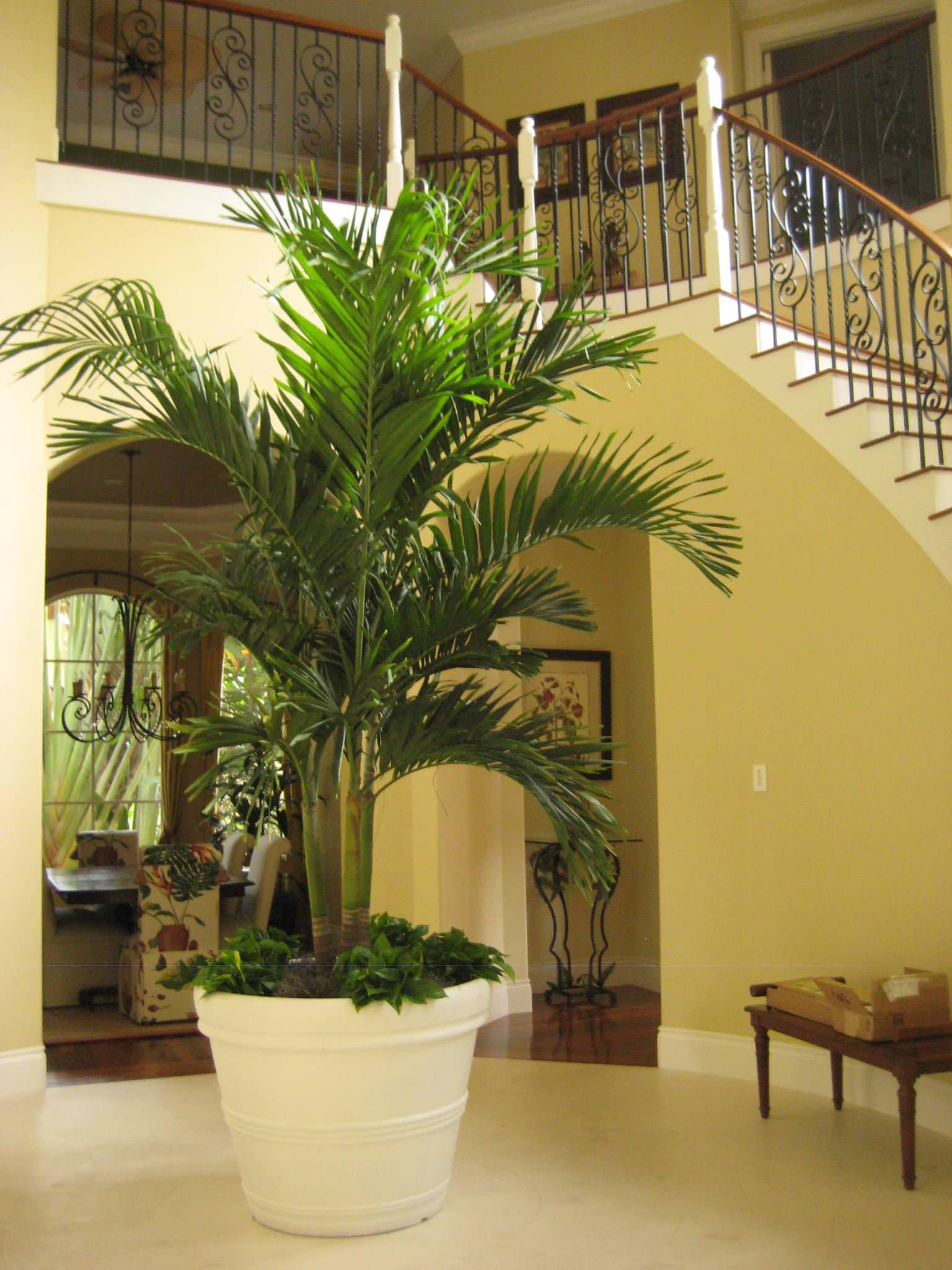 Сам себе фитодизайнер: Стратегии размещения комнатных растений