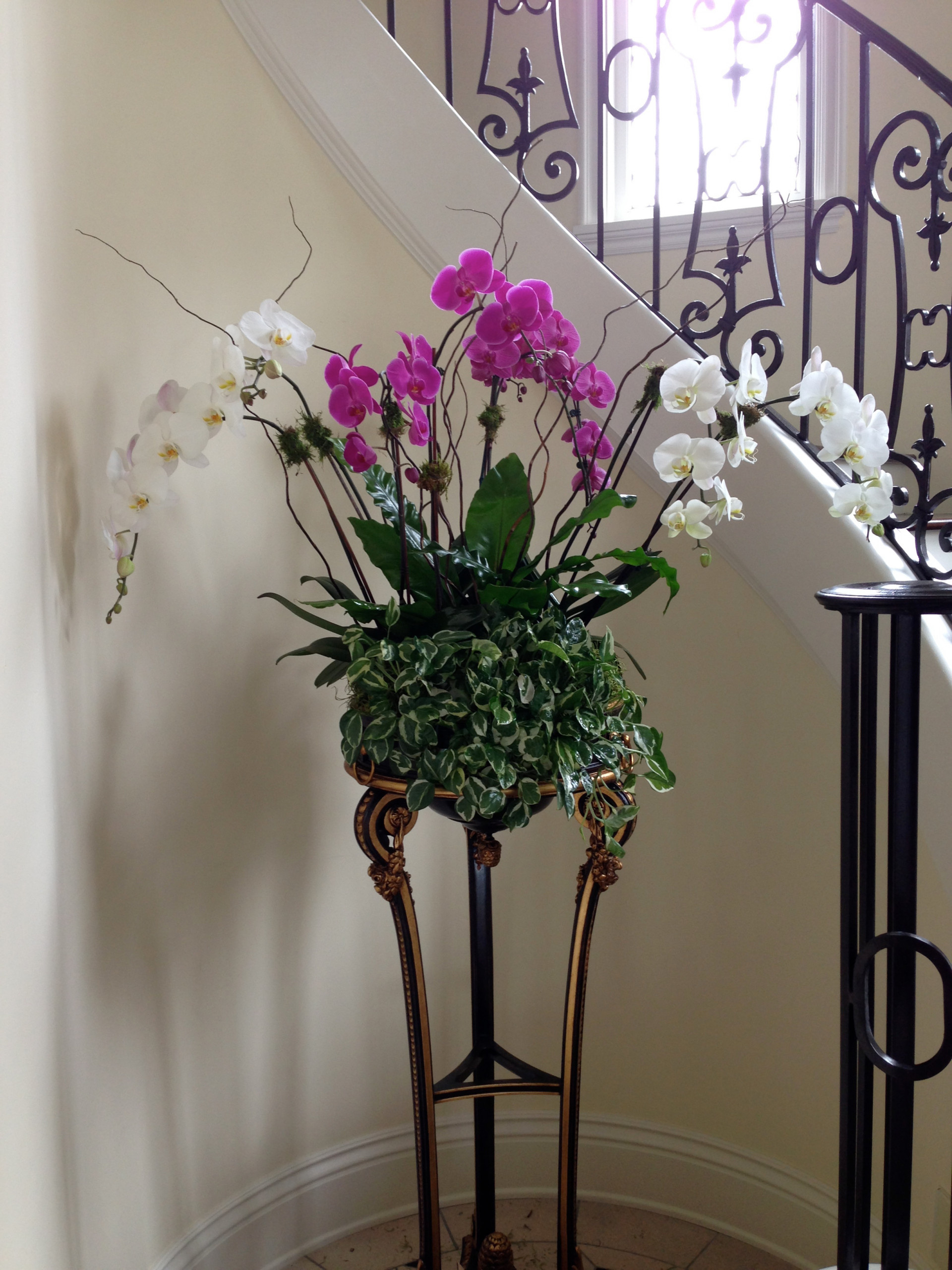 Сам себе фитодизайнер: Стратегии размещения комнатных растений