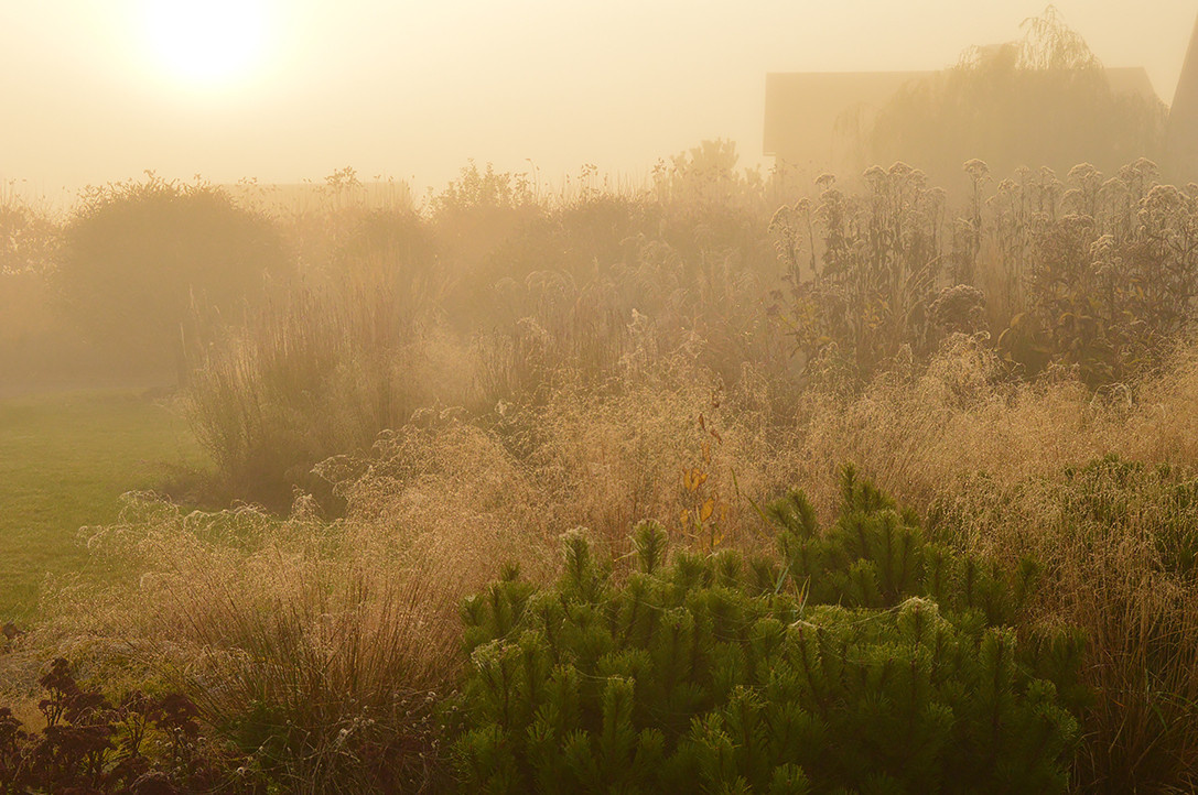 Houzz Белоруссия: Сад в тумане