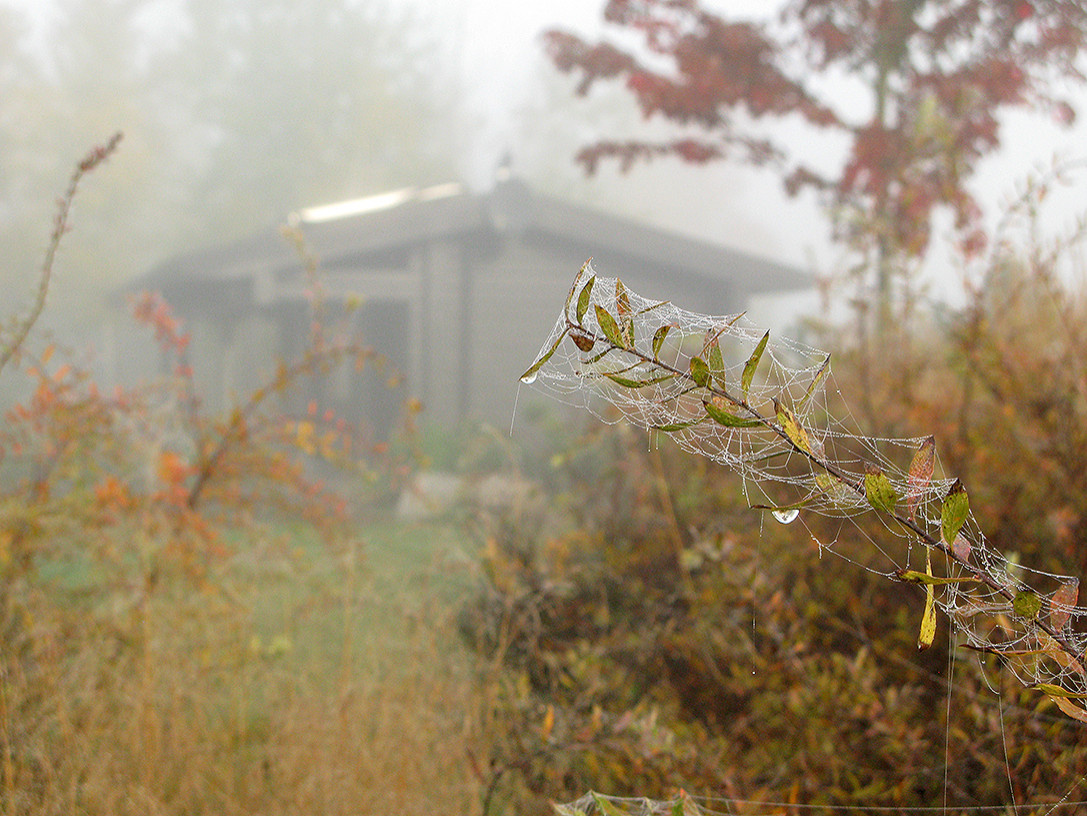 Houzz Белоруссия: Сад в тумане