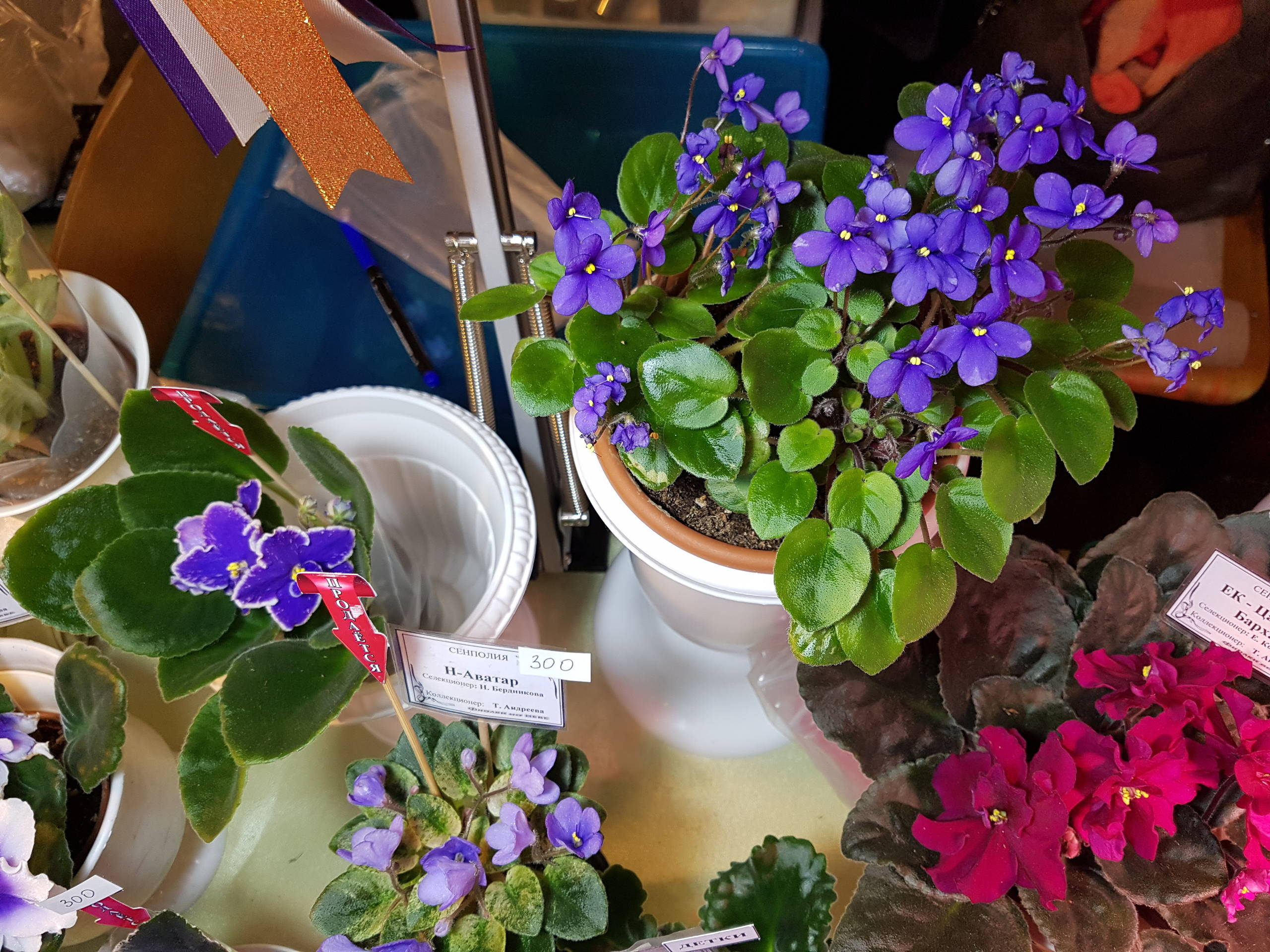 Растение месяца: Сенполия на подоконнике