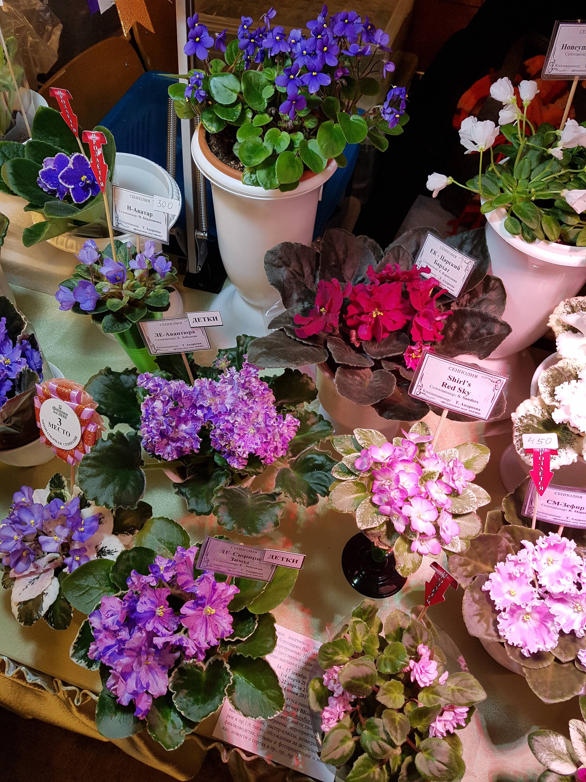 Растение месяца: Сенполия на подоконнике