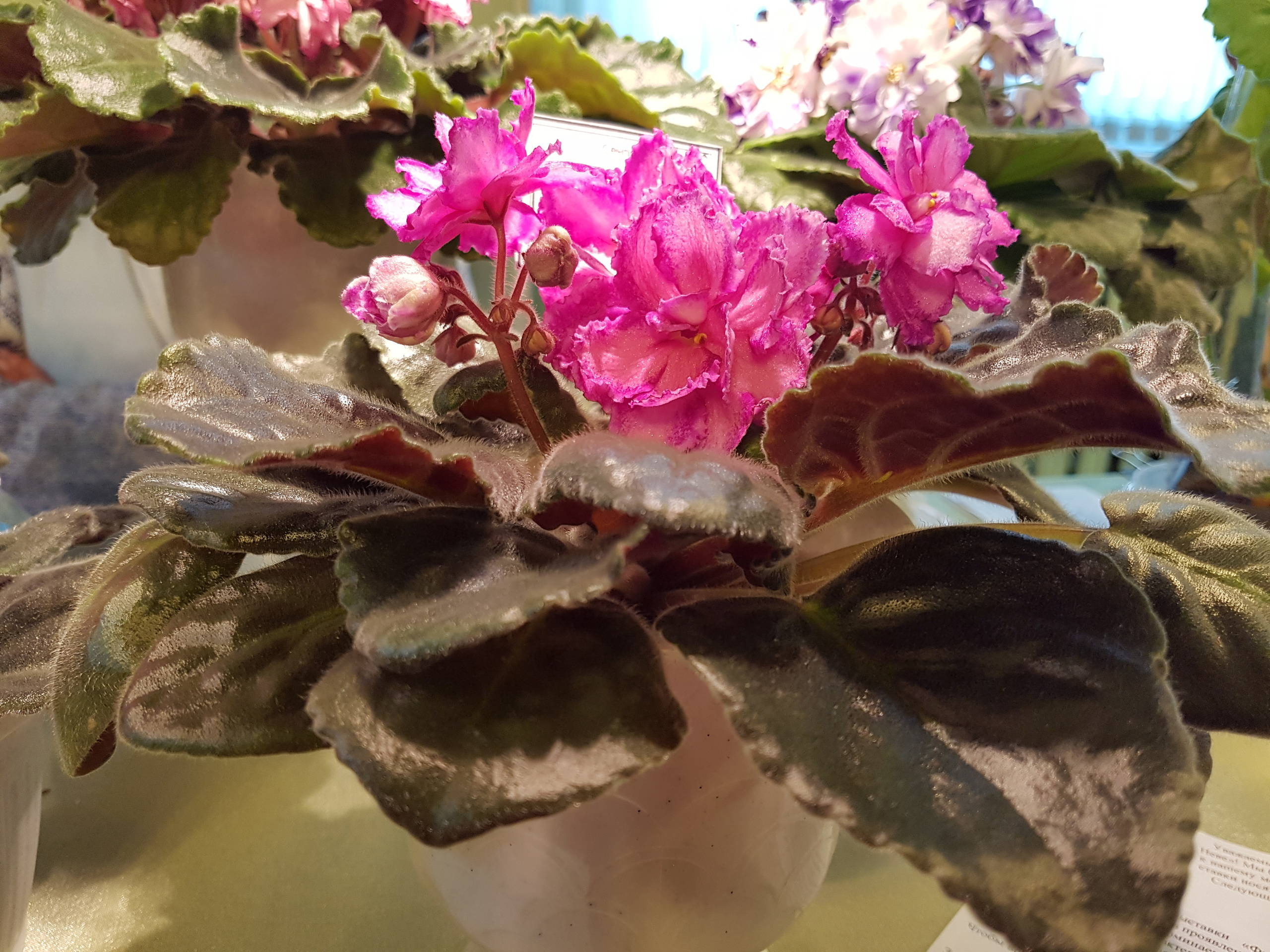 Растение месяца: Сенполия на подоконнике