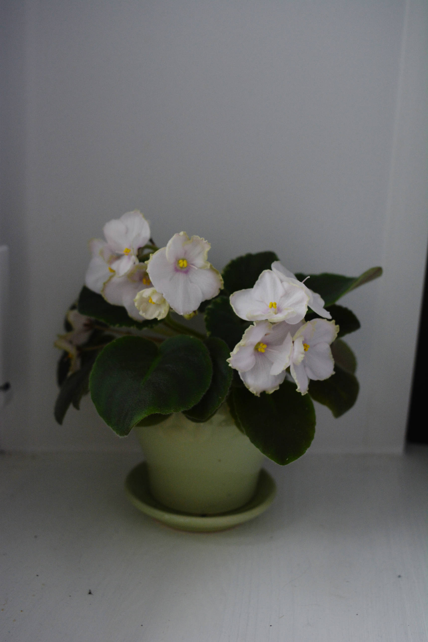 Растение месяца: Сенполия на подоконнике