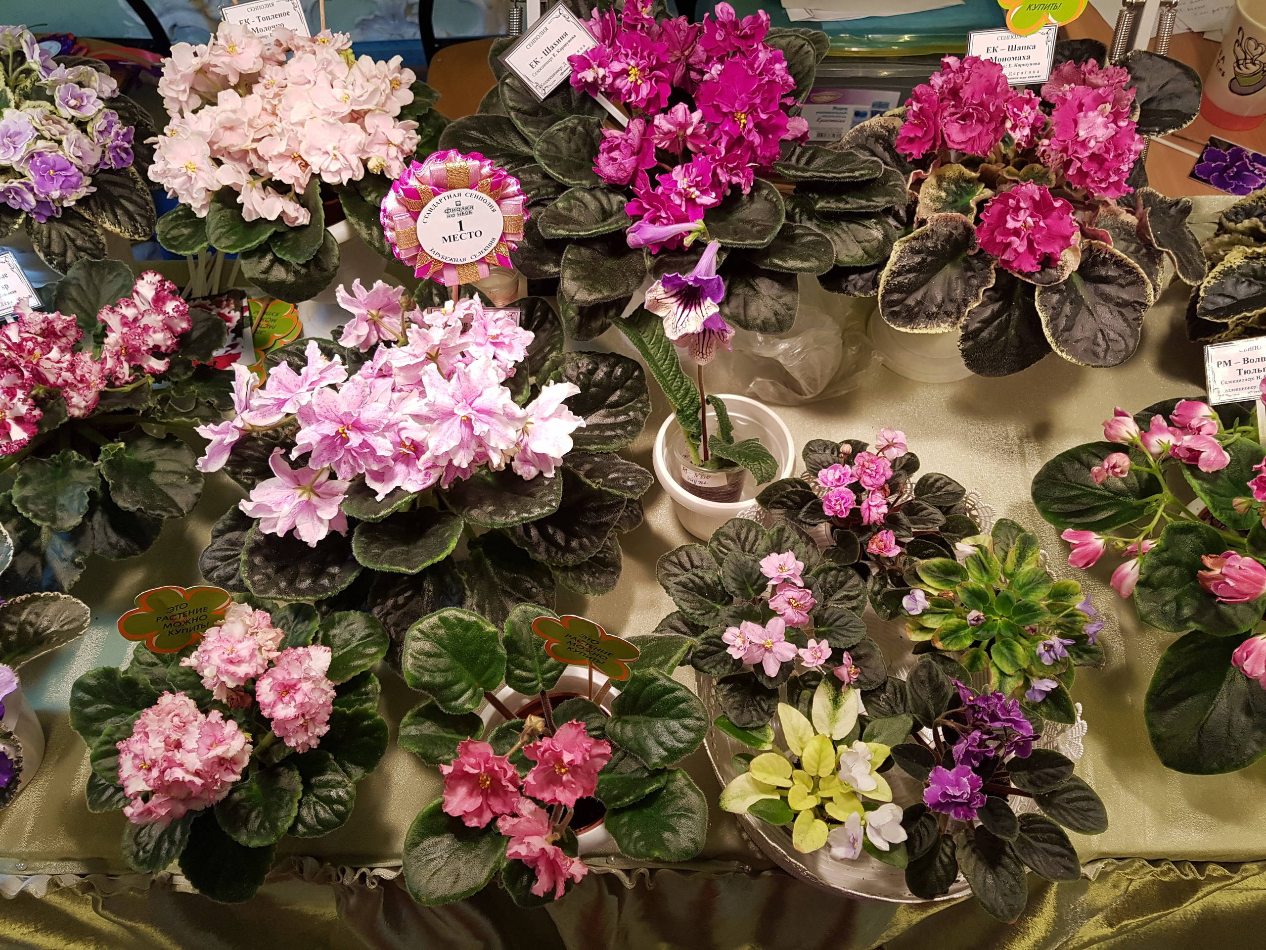 Растение месяца: Сенполия на подоконнике