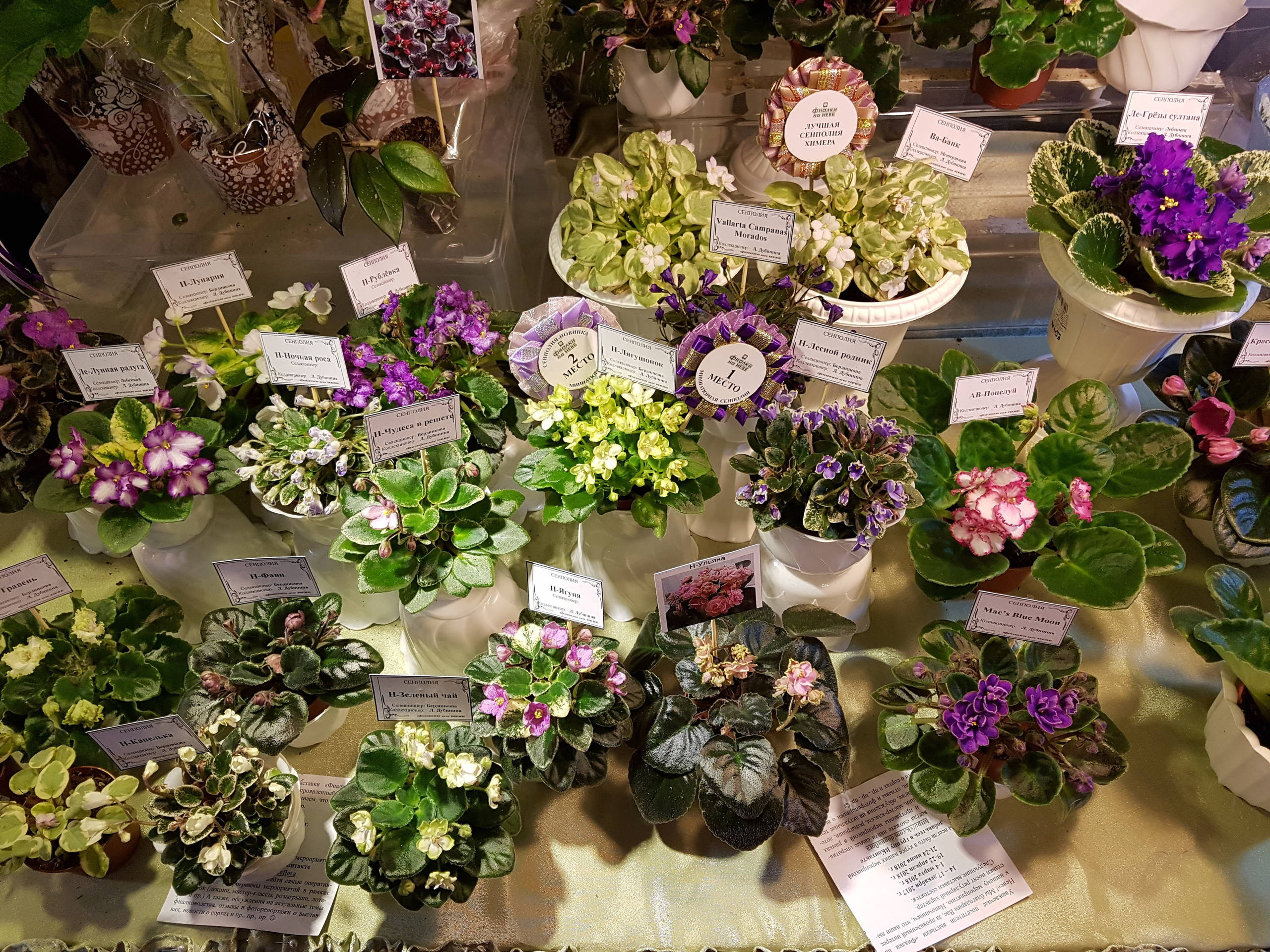 Растение месяца: Сенполия на подоконнике