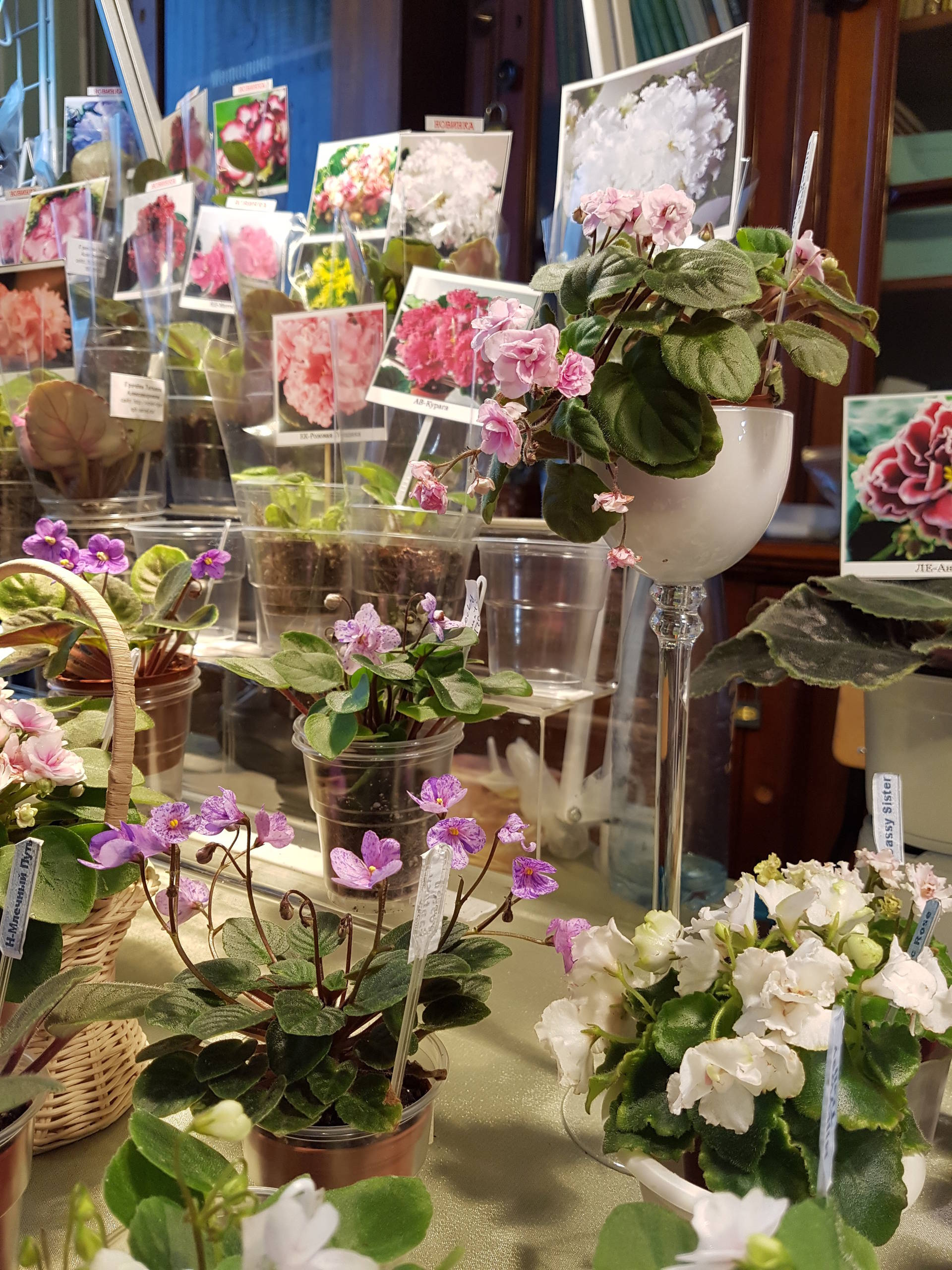 Растение месяца: Сенполия на подоконнике