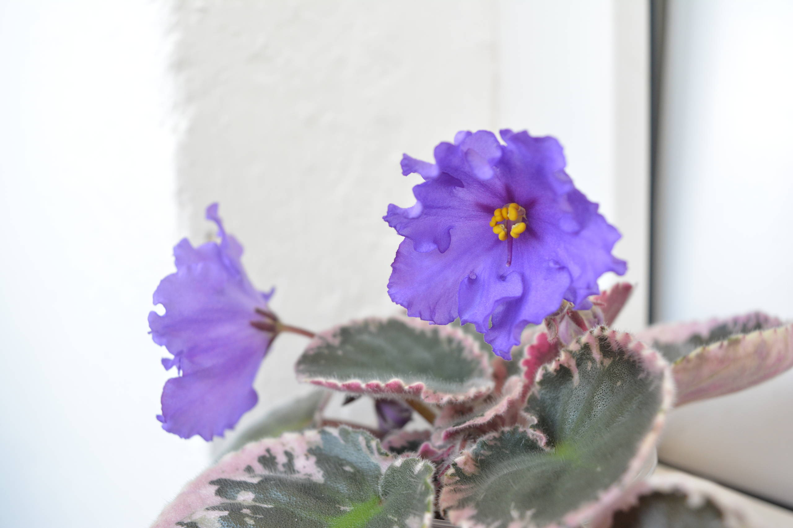 Растение месяца: Сенполия на подоконнике