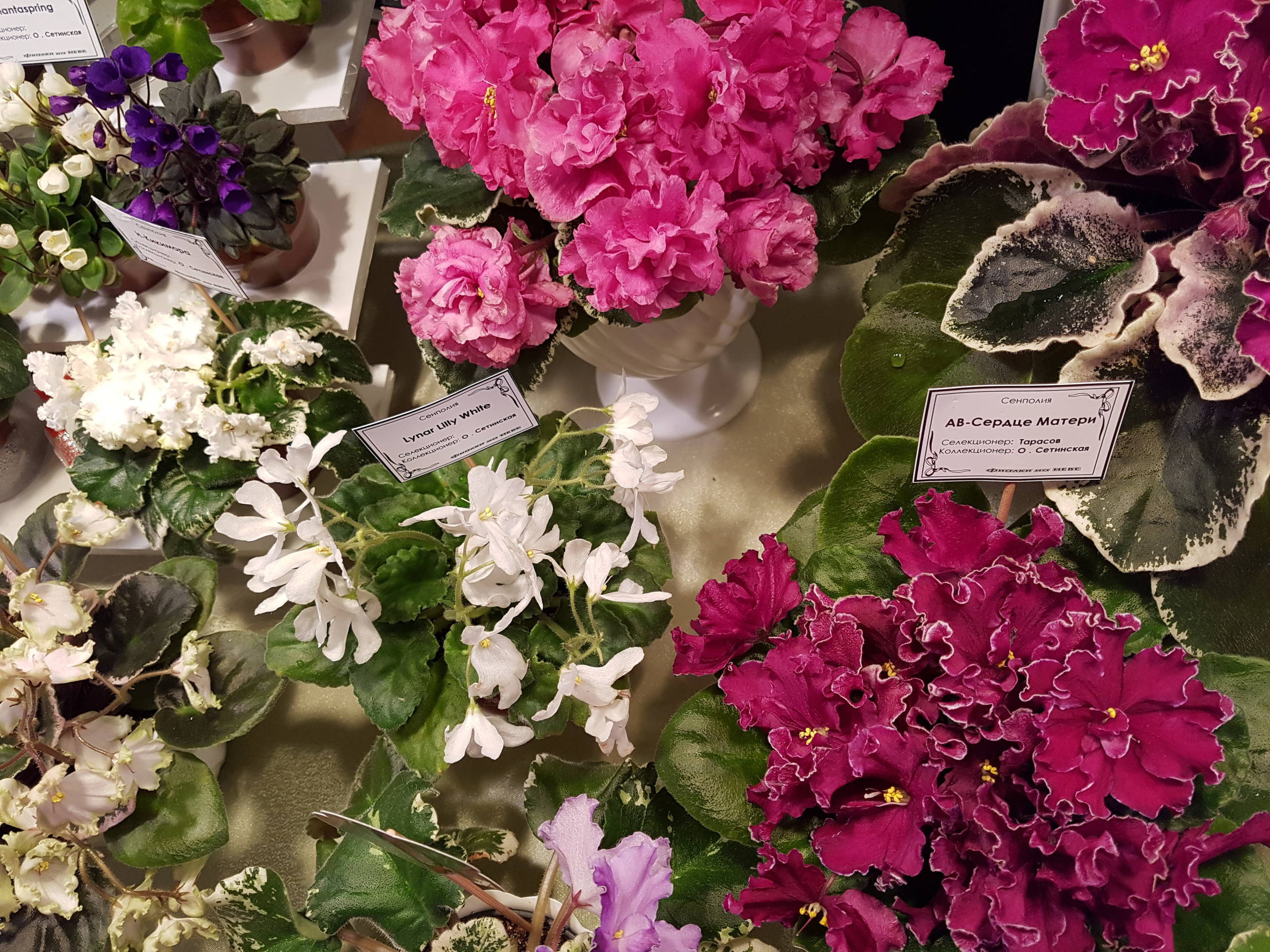 Растение месяца: Сенполия на подоконнике