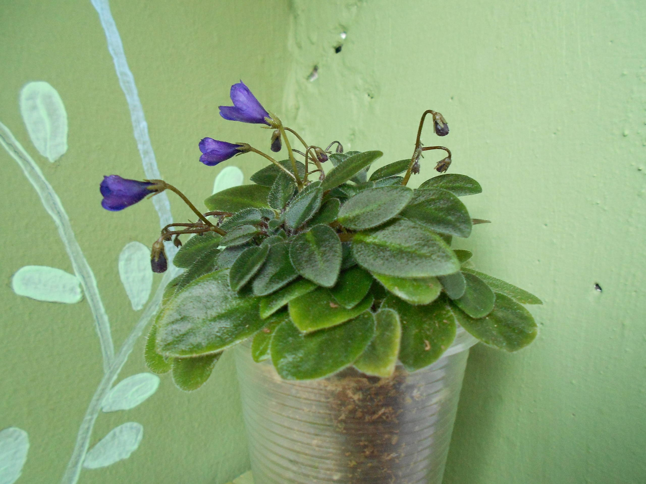 Растение месяца: Сенполия на подоконнике