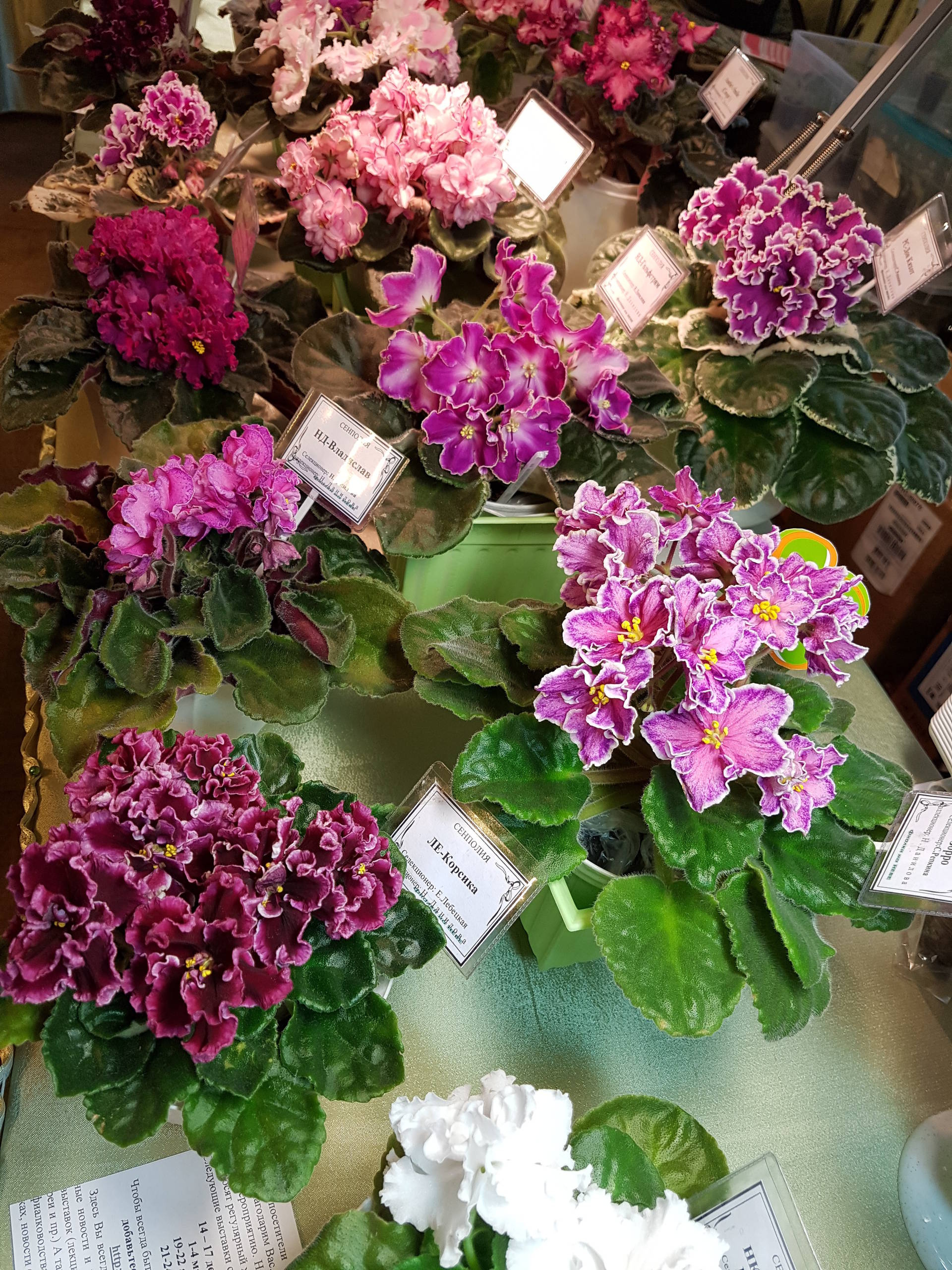 Растение месяца: Сенполия на подоконнике