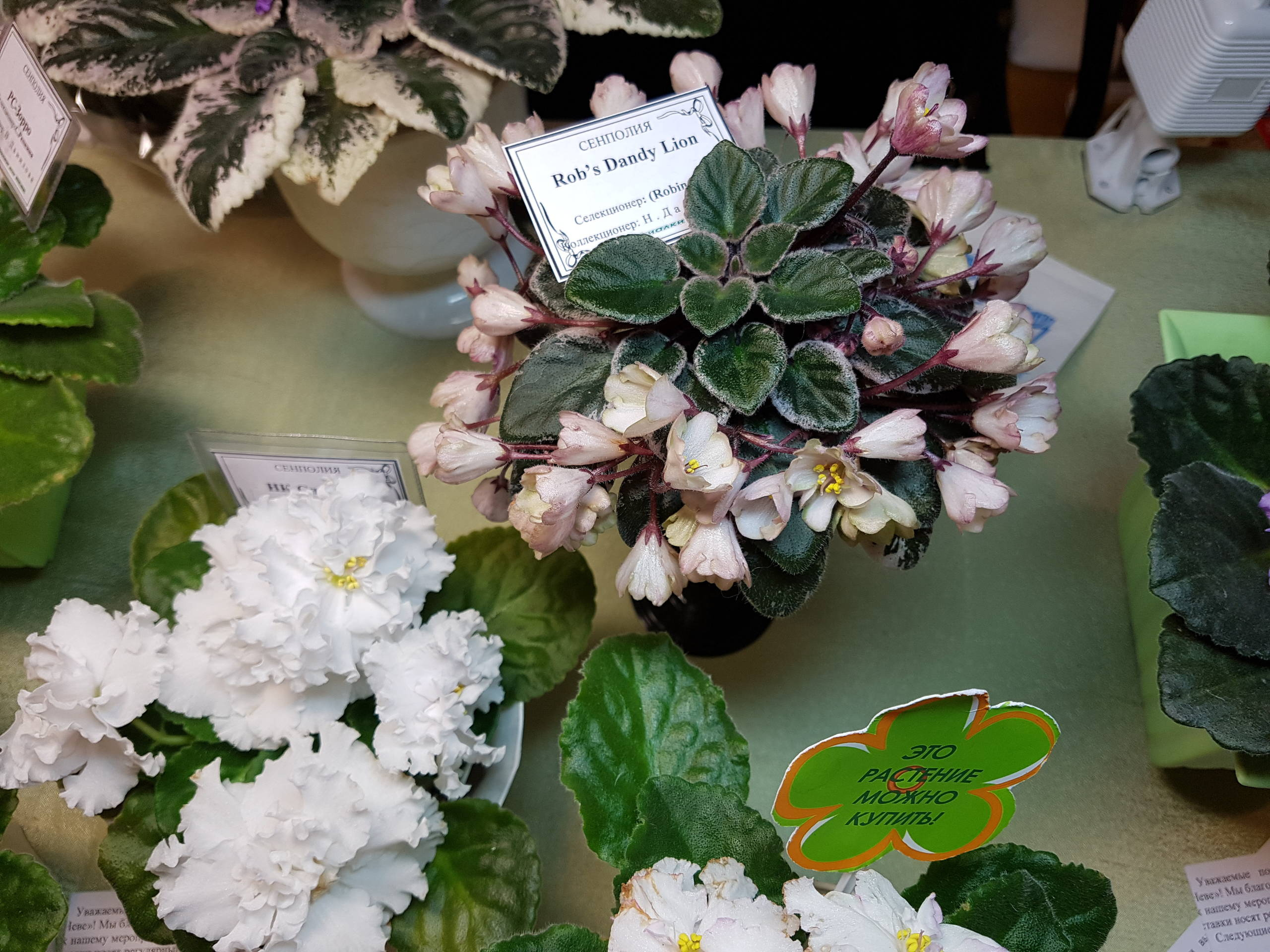 Растение месяца: Сенполия на подоконнике