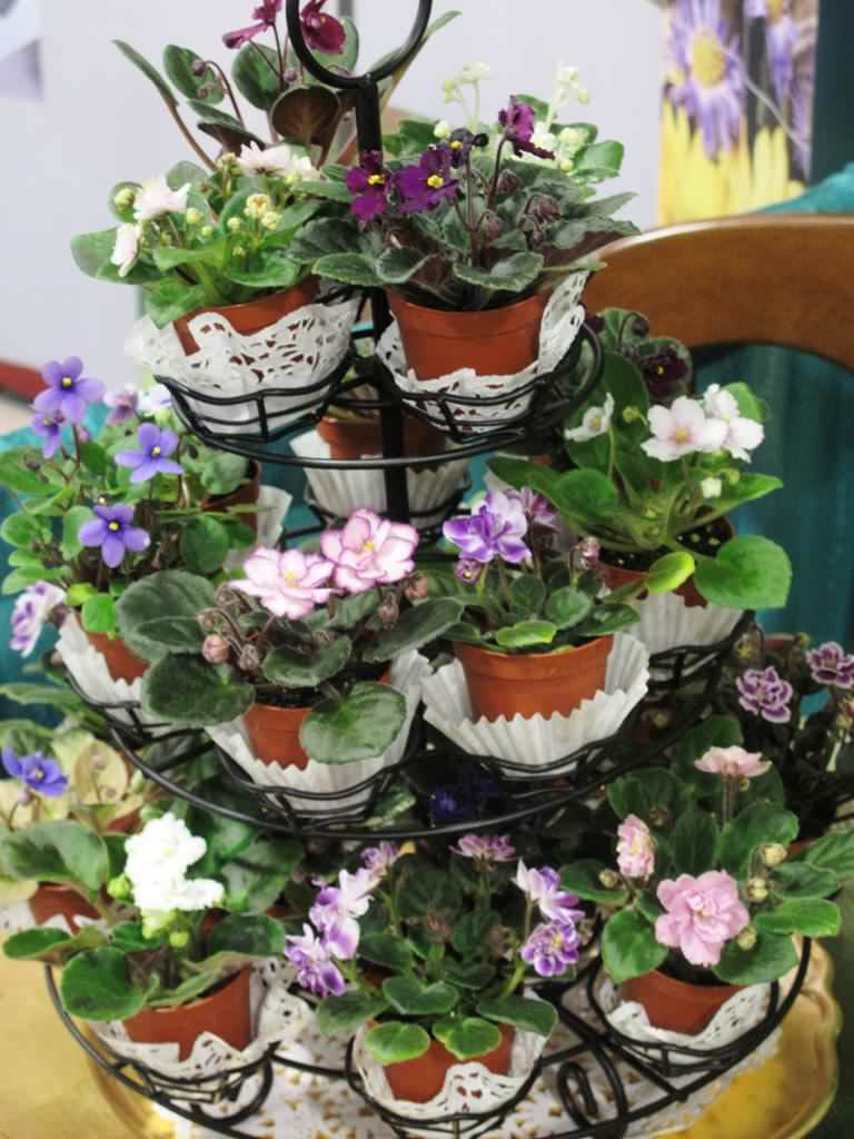 Растение месяца: Сенполия на подоконнике