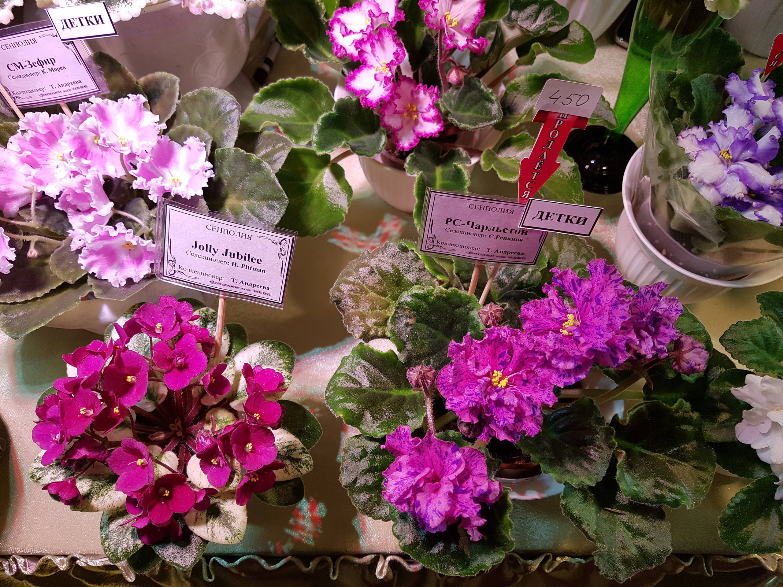 Растение месяца: Сенполия на подоконнике