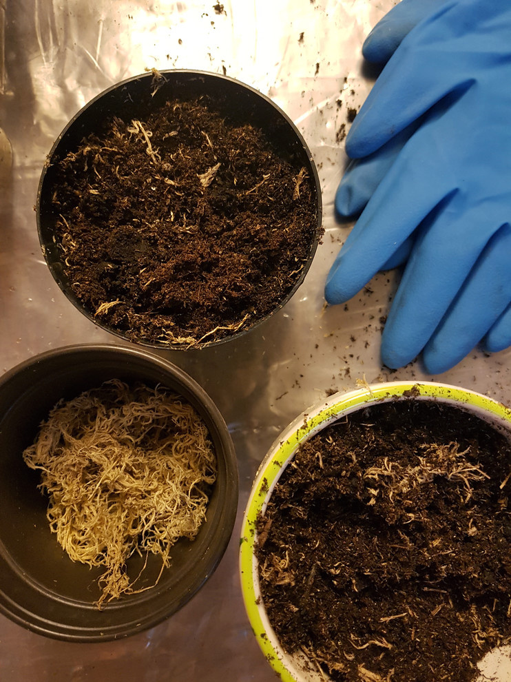 Растение месяца: Сенполия на подоконнике