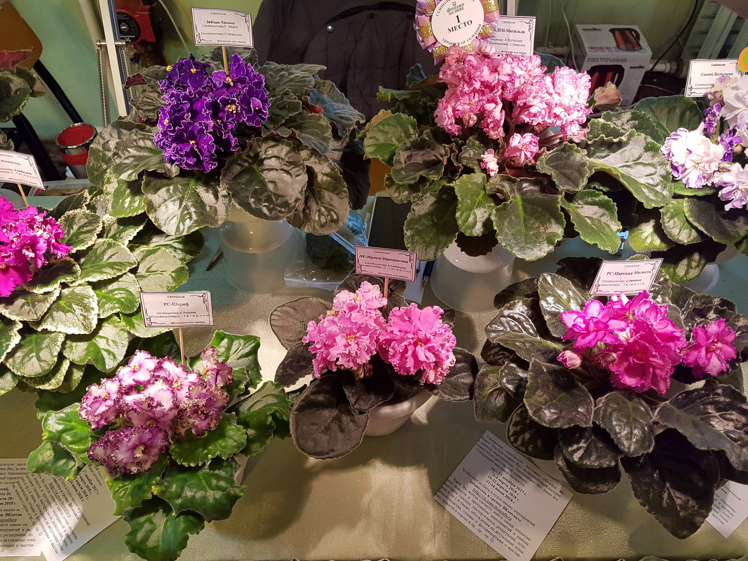 Растение месяца: Сенполия на подоконнике