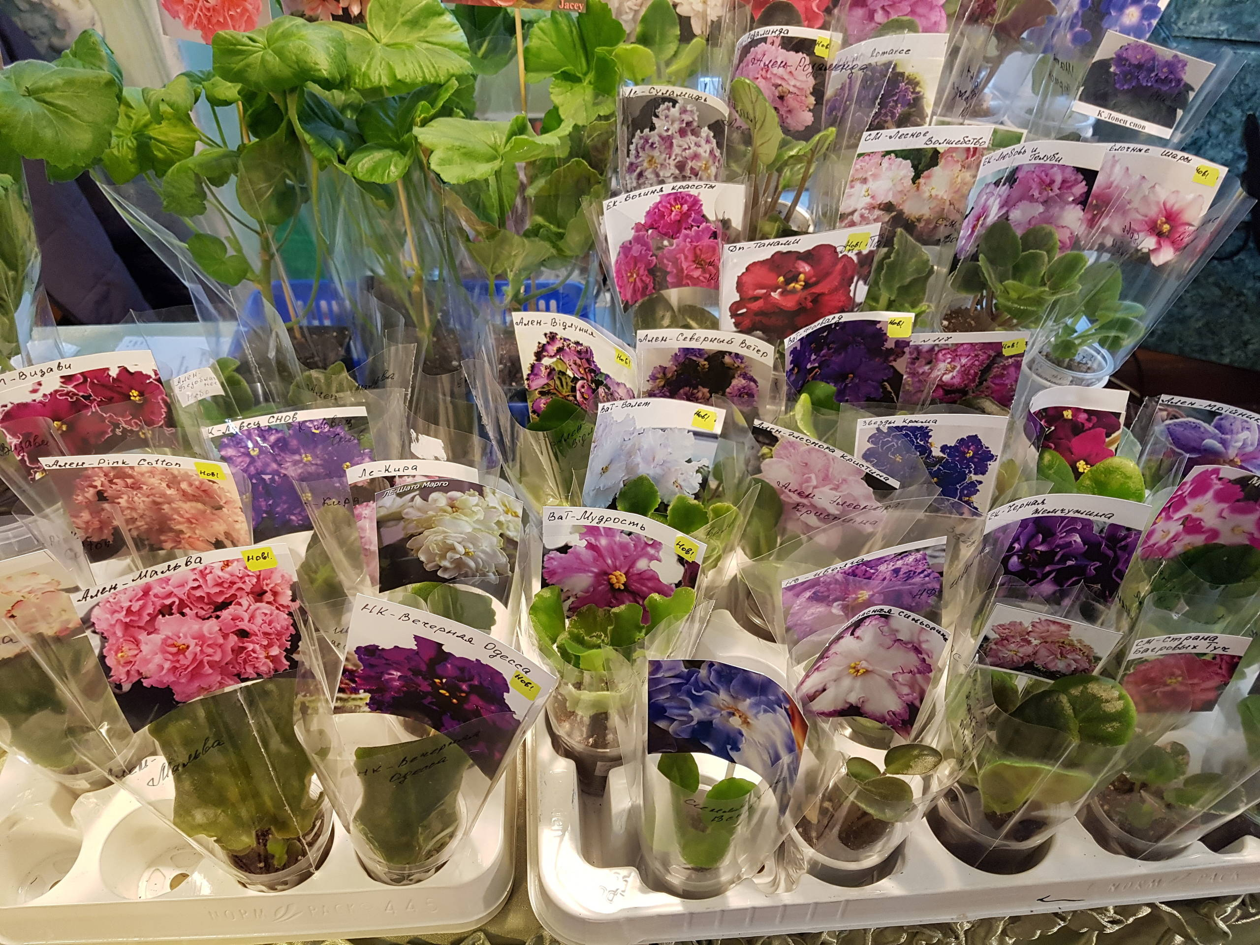 Растение месяца: Сенполия на подоконнике