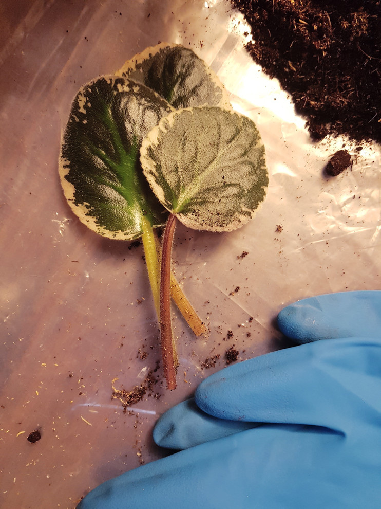 Растение месяца: Сенполия на подоконнике