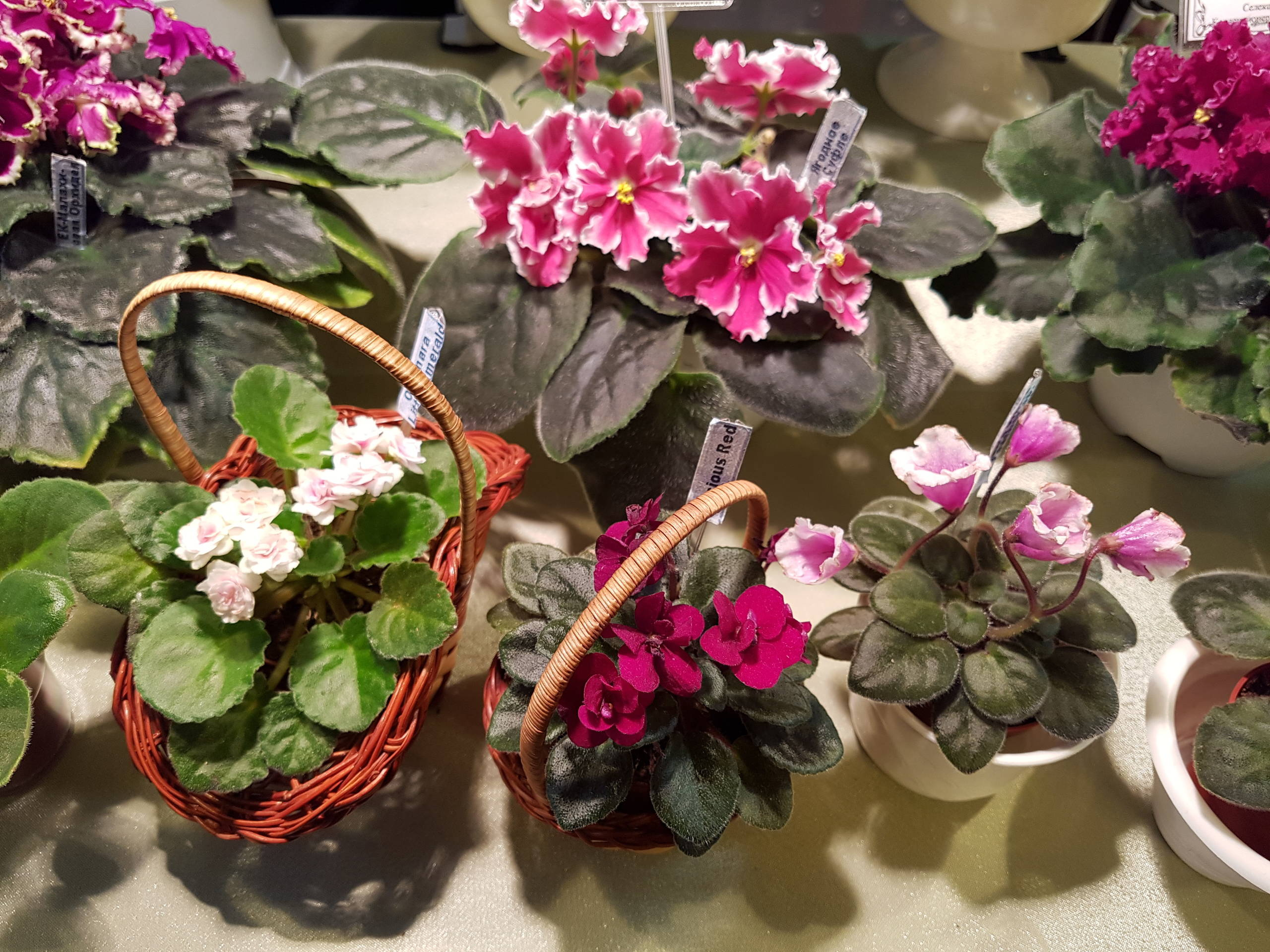 Растение месяца: Сенполия на подоконнике