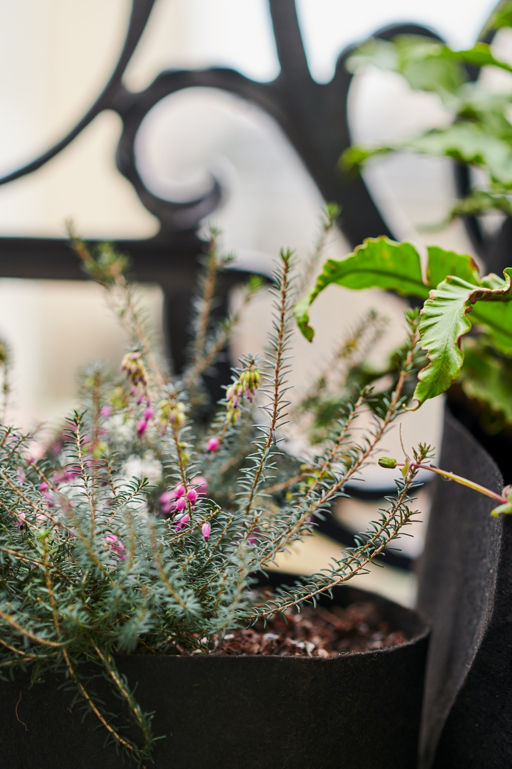 6 проектов: Что сажают на своих балконах французы