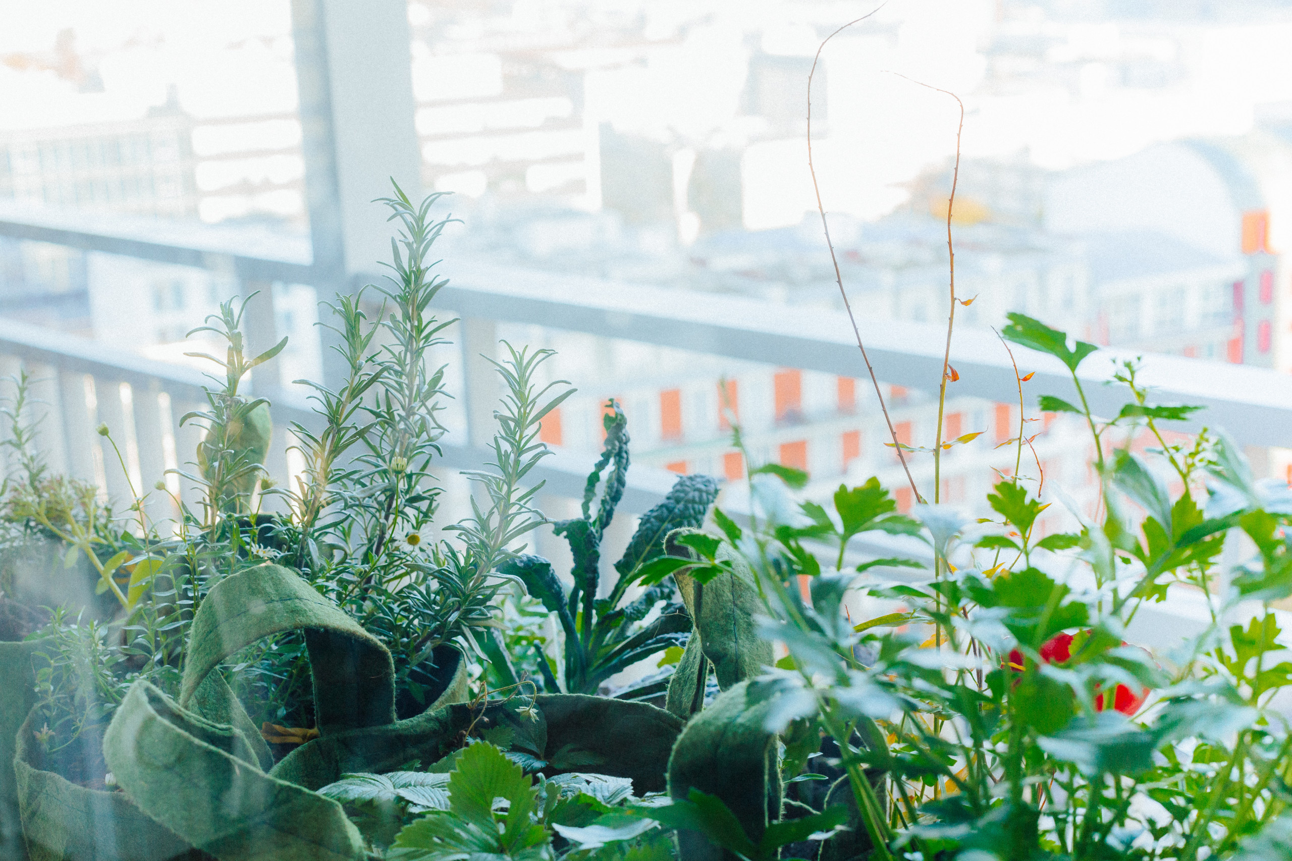 6 проектов: Что сажают на своих балконах французы