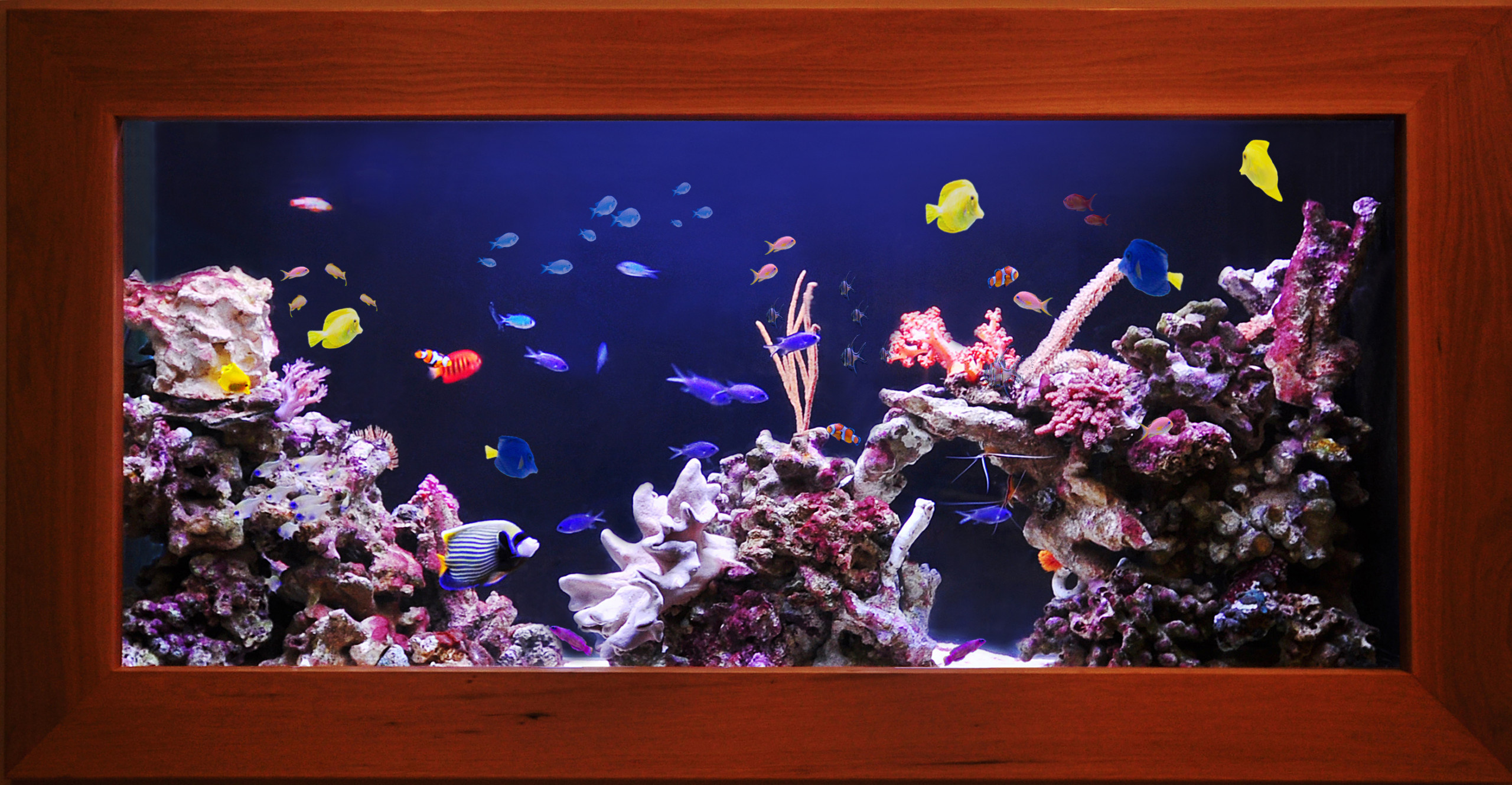 Водный мир: Как оформить аквариум внутри