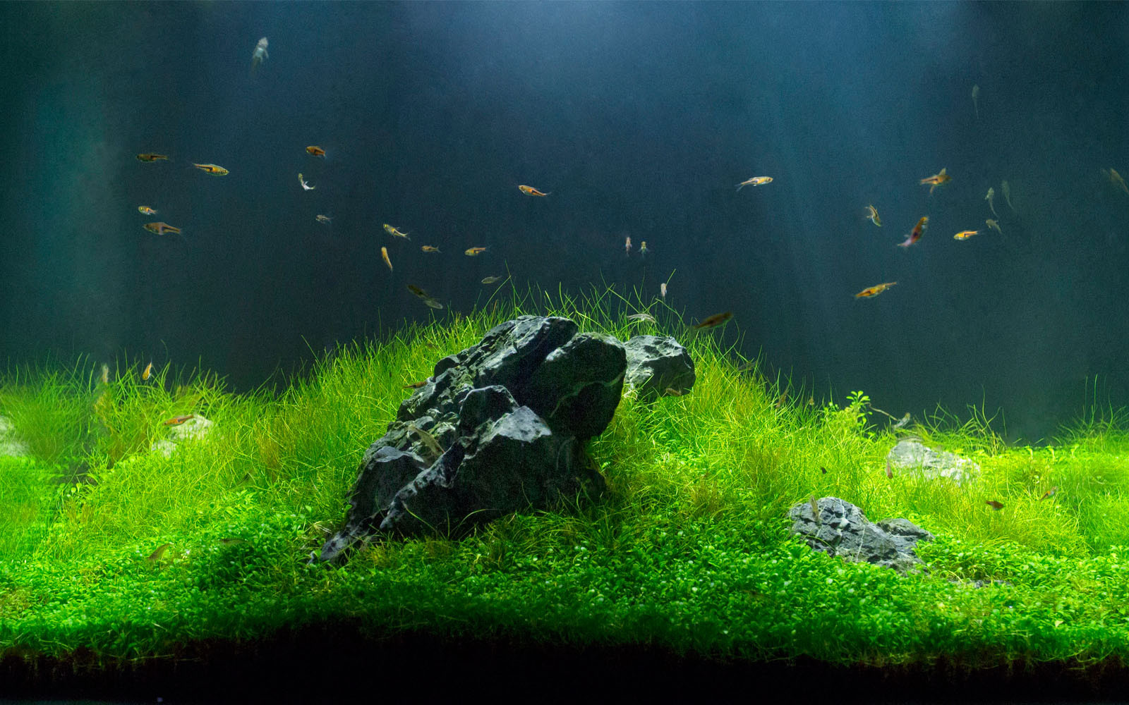 Водный мир: Как оформить аквариум внутри