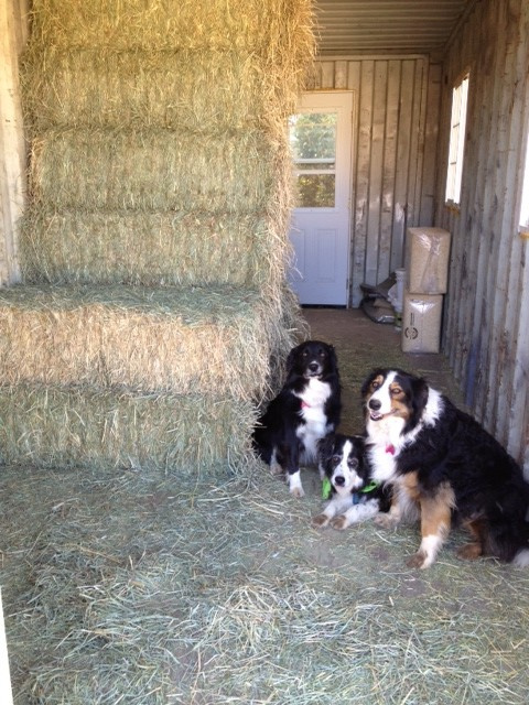 Карготектура: Дома из морских контейнеров — настоящих и имитаций