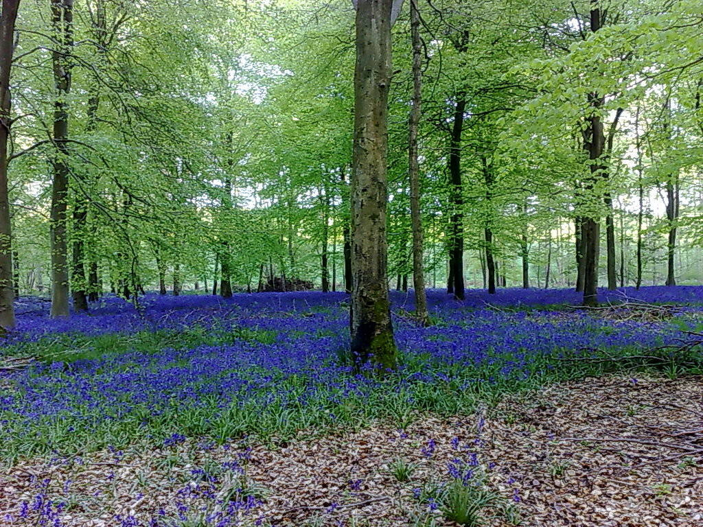 Ленивый сад: 17 советов, которые сэкономят вам силы