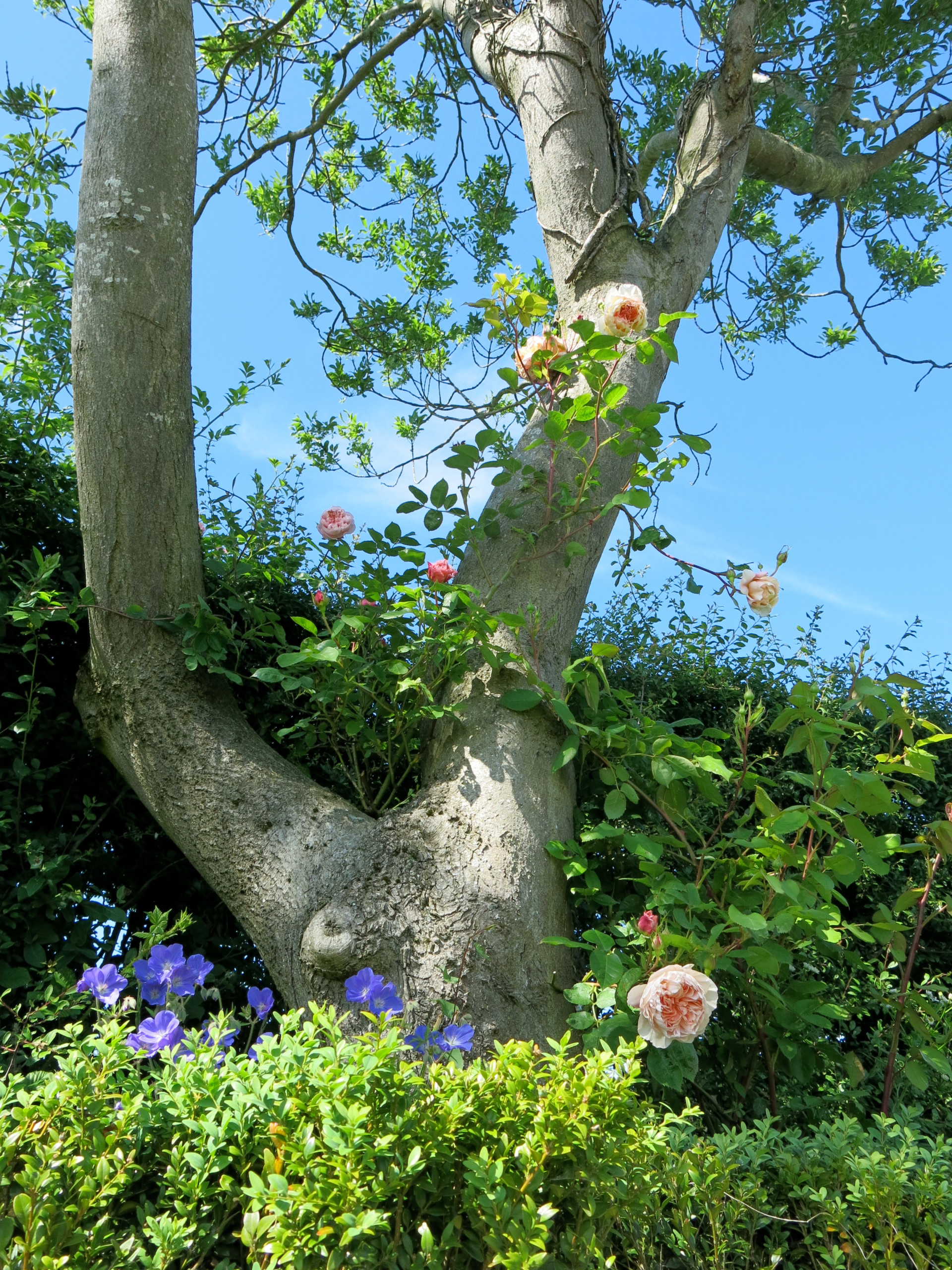 Ленивый сад: 17 советов, которые сэкономят вам силы