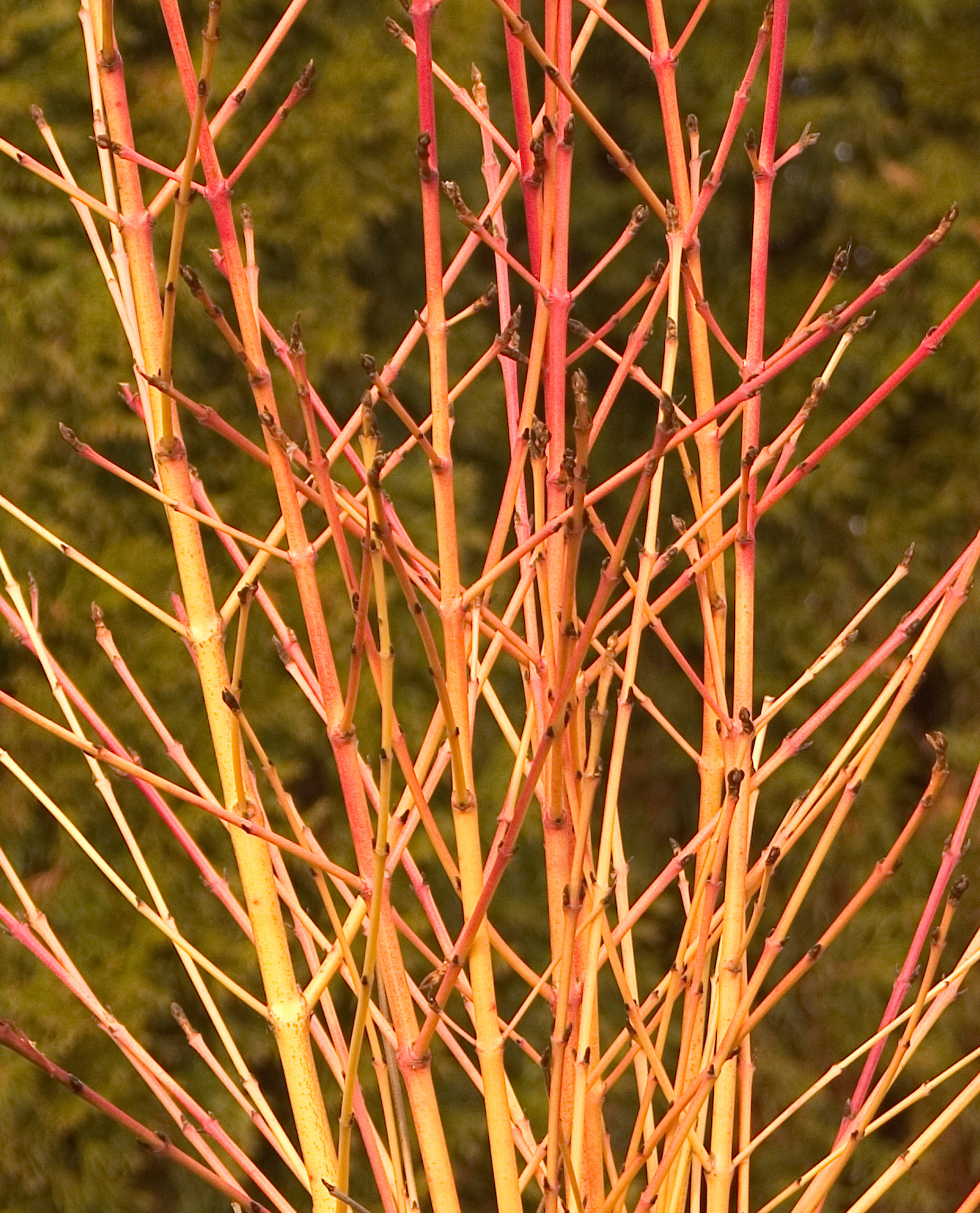 Хороший вопрос: Как получить сад, красивый до поздней осени