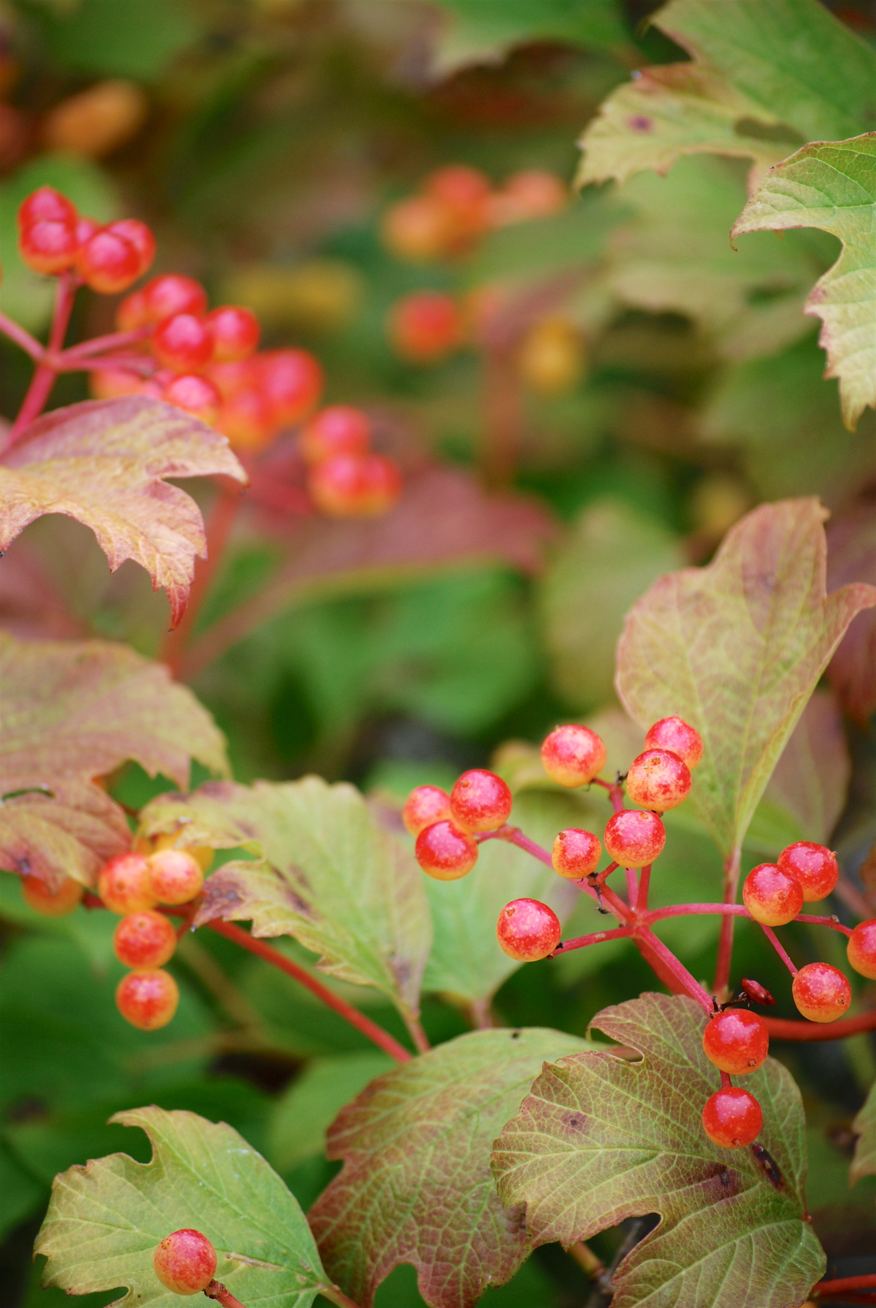 Хороший вопрос: Как получить сад, красивый до поздней осени
