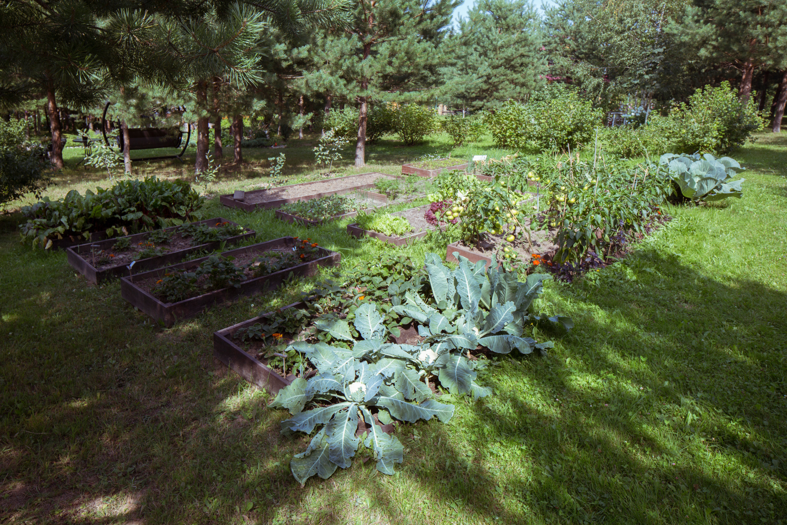 Пермакультура: Как использовать ее принципы на ваших 6 сотках