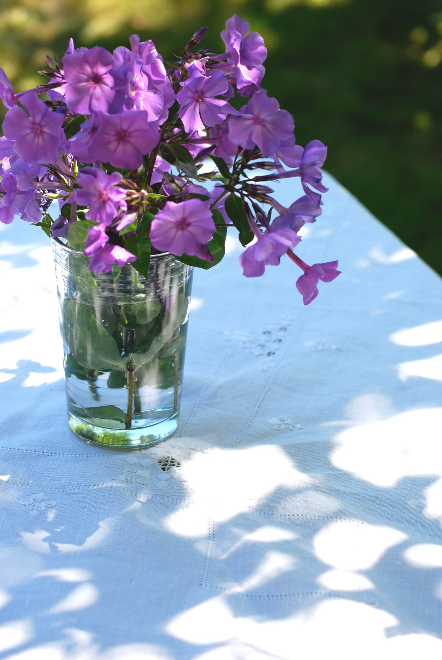 Растение месяца: Флокс метельчатый